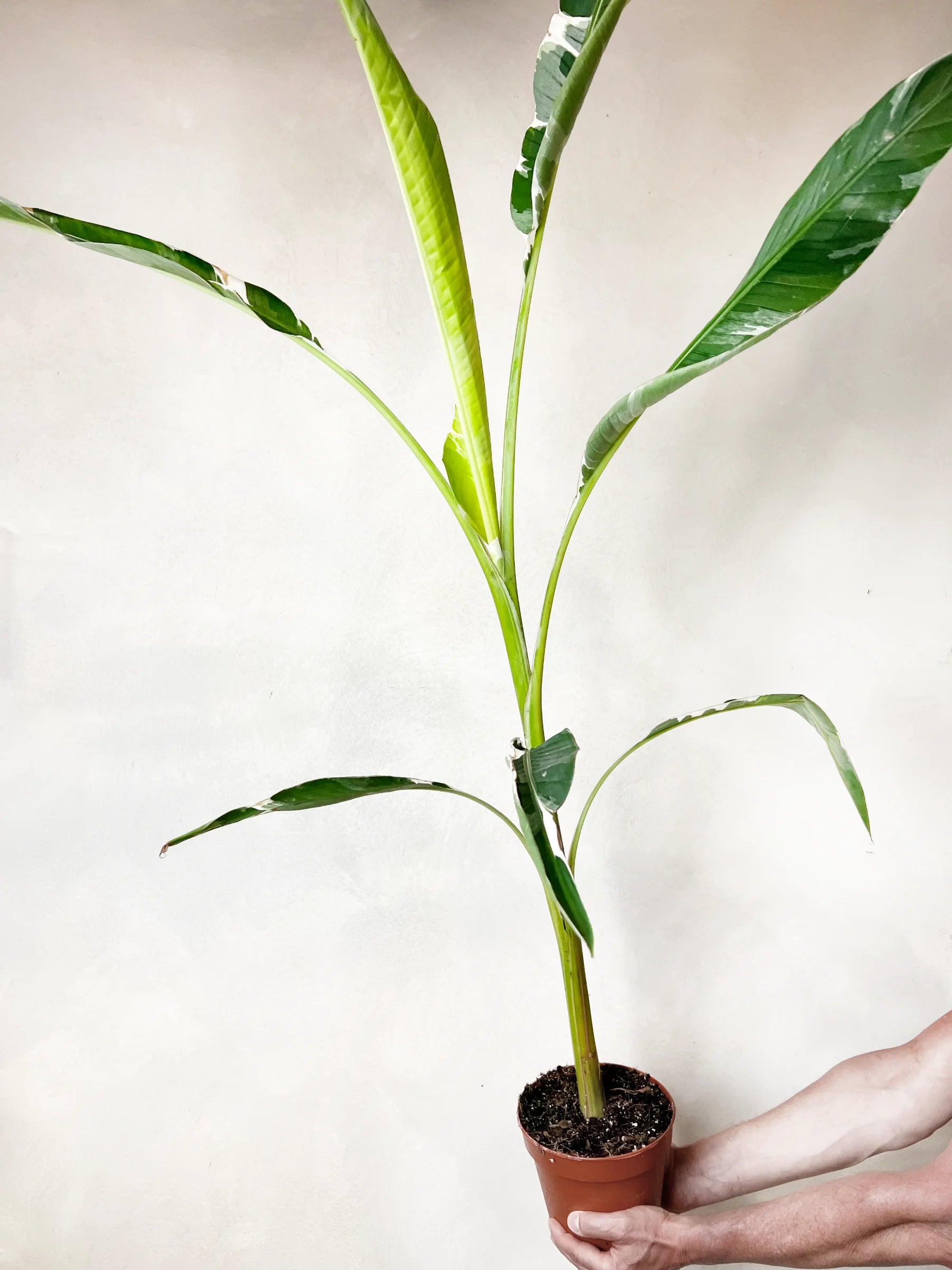 Musa Florida variegata