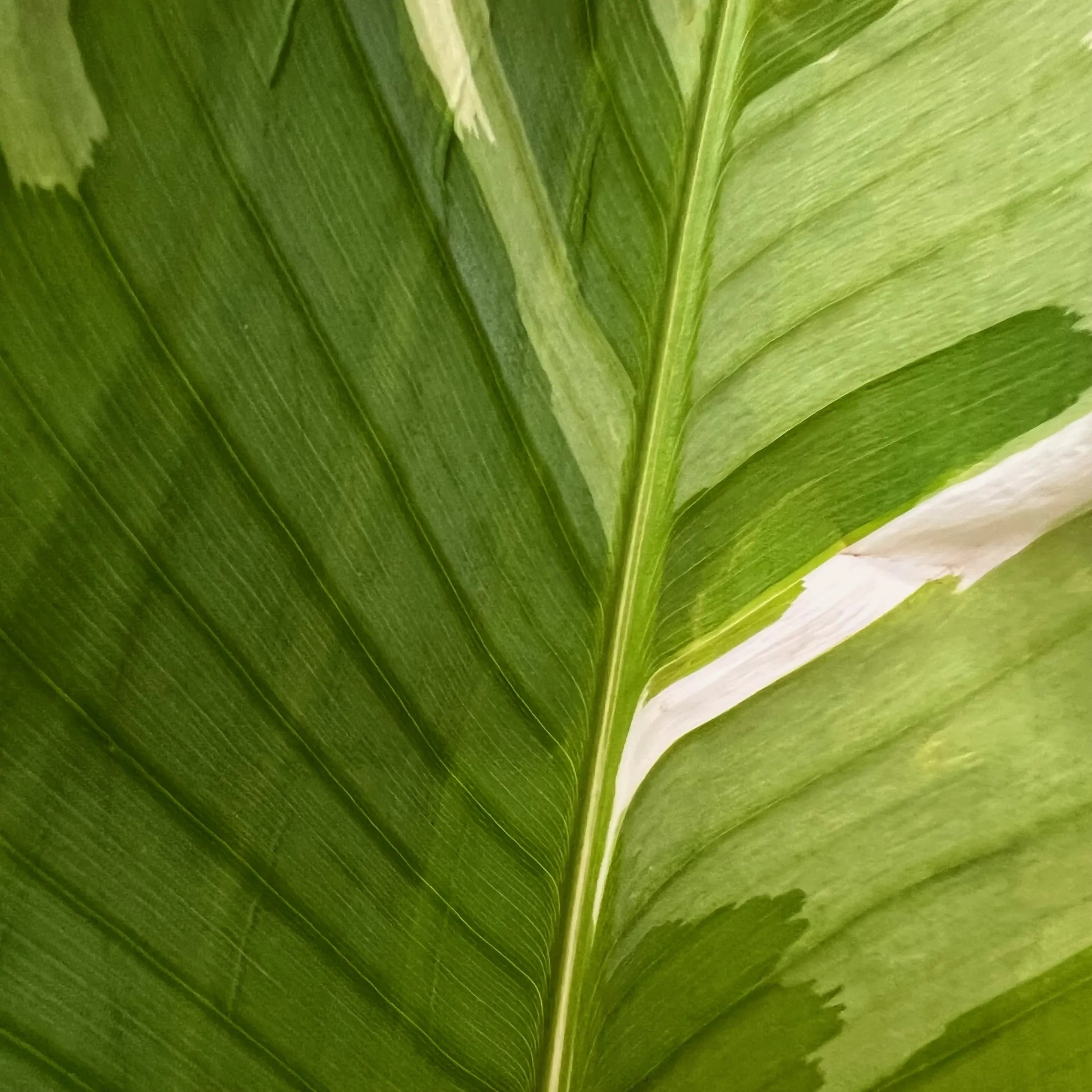 Musa Florida variegata