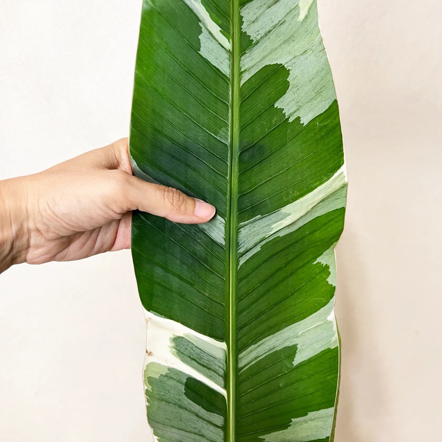 Musa Florida variegata