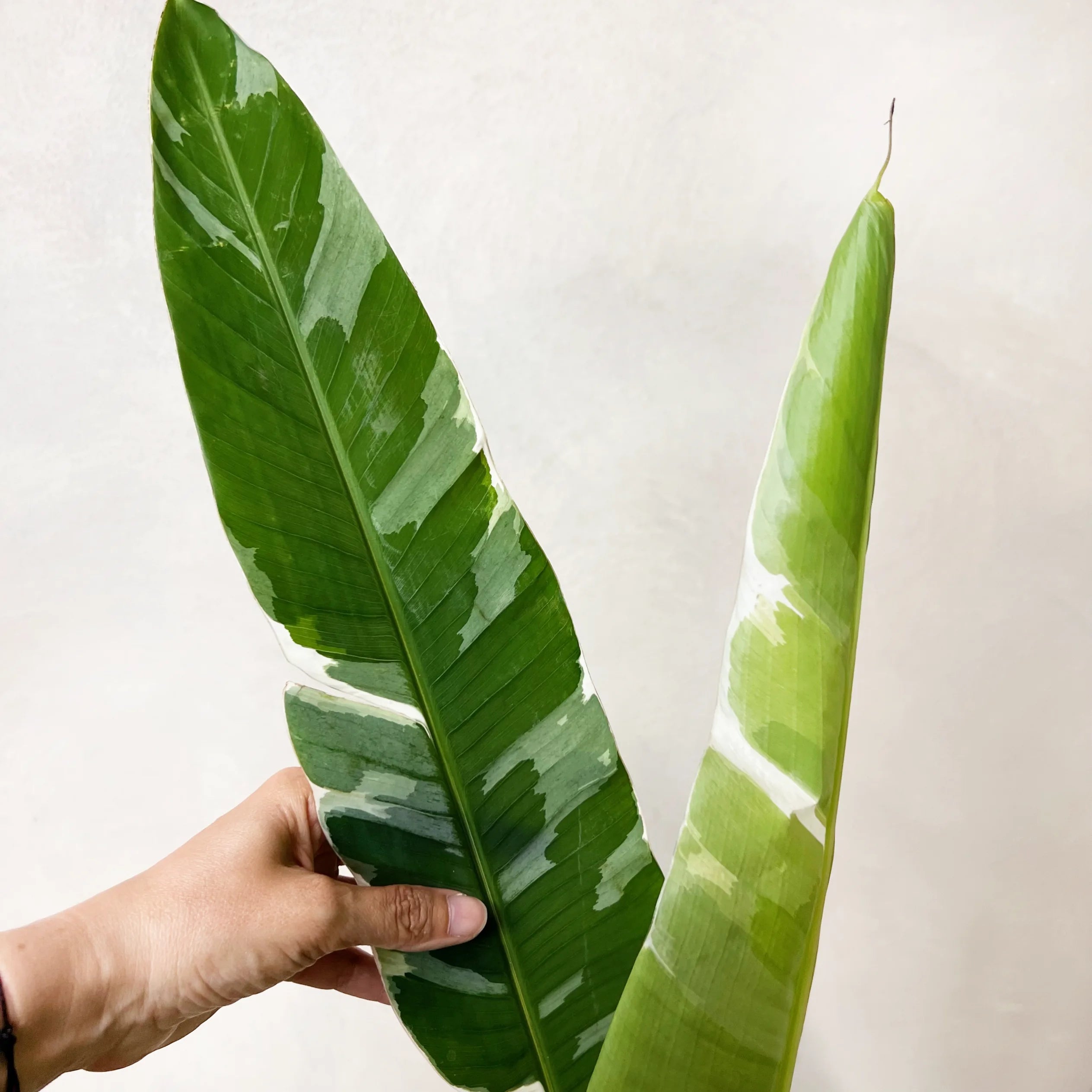 Musa Florida variegata
