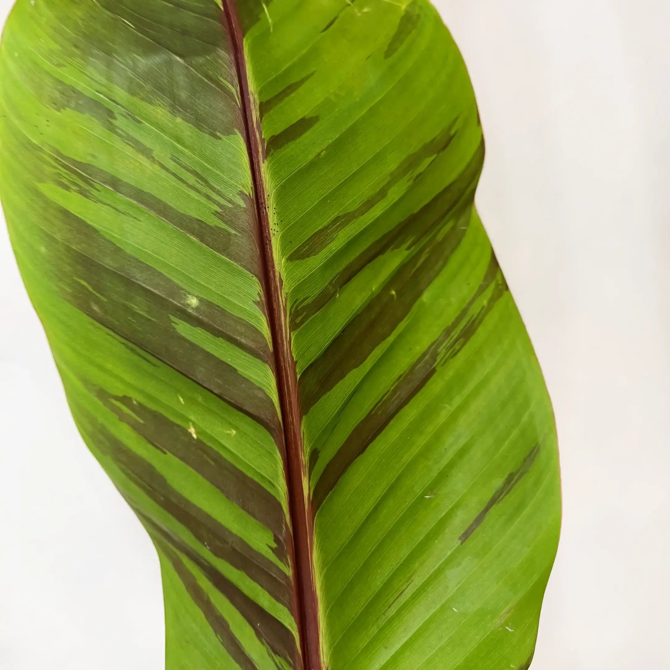 Musa Ever Red