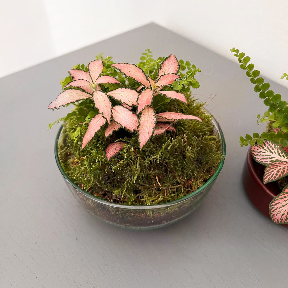 n-DOME (nano-Dome) Terrarium /FLORA