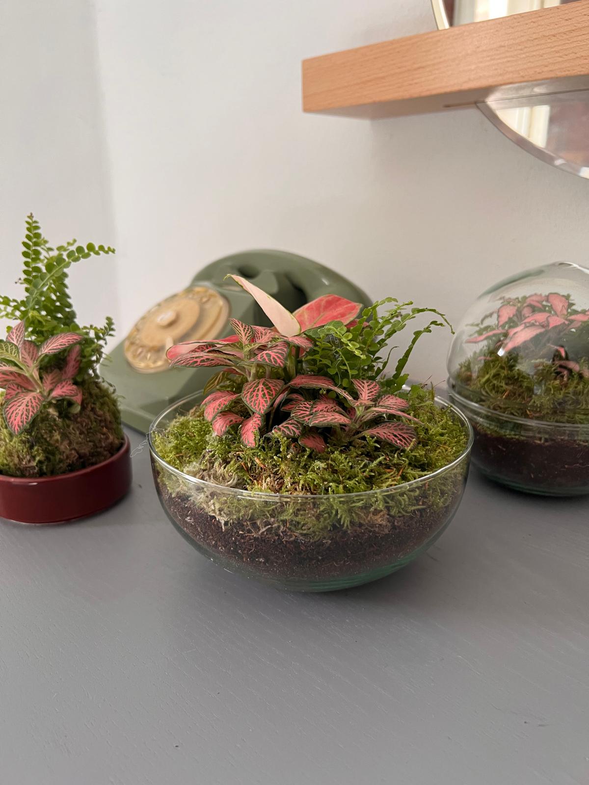n-DOME (nano-Dome) Terrarium /FLORA