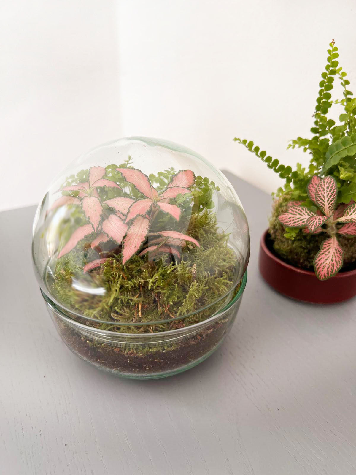 n-DOME (nano-Dome) Terrarium /FLORA