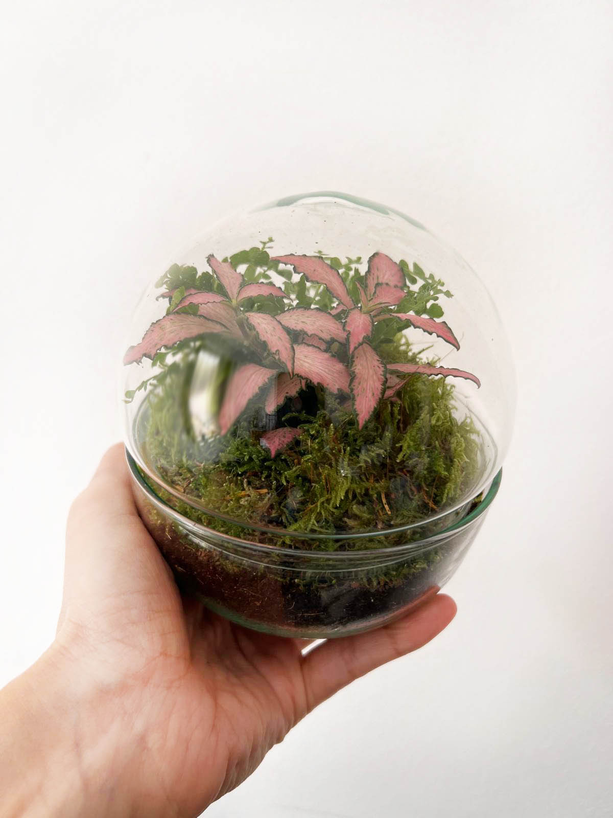 n-DOME (nano-Dome) Terrarium /FLORA