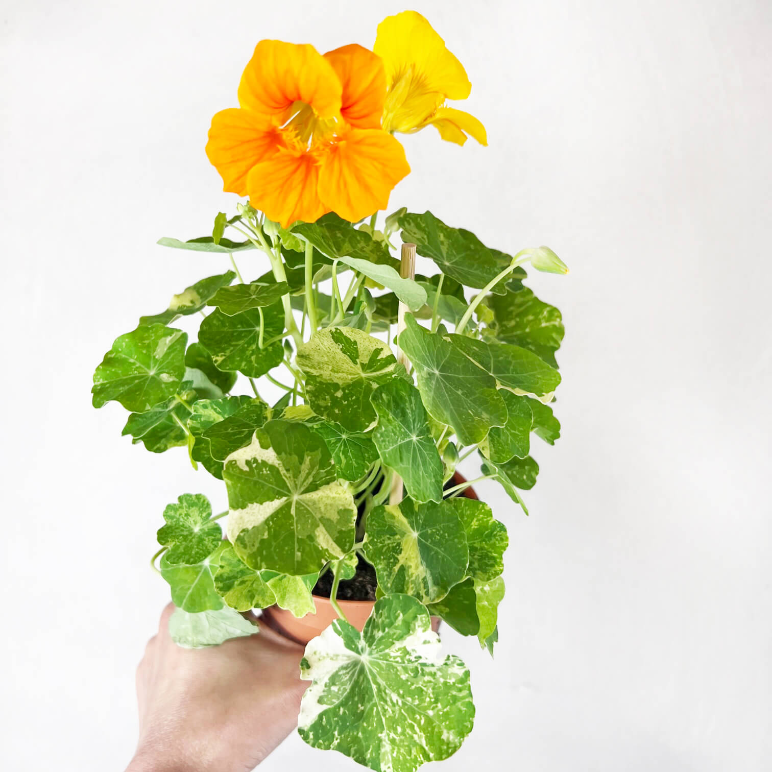 Nasturzio Variegato (tropaeolum Majus)