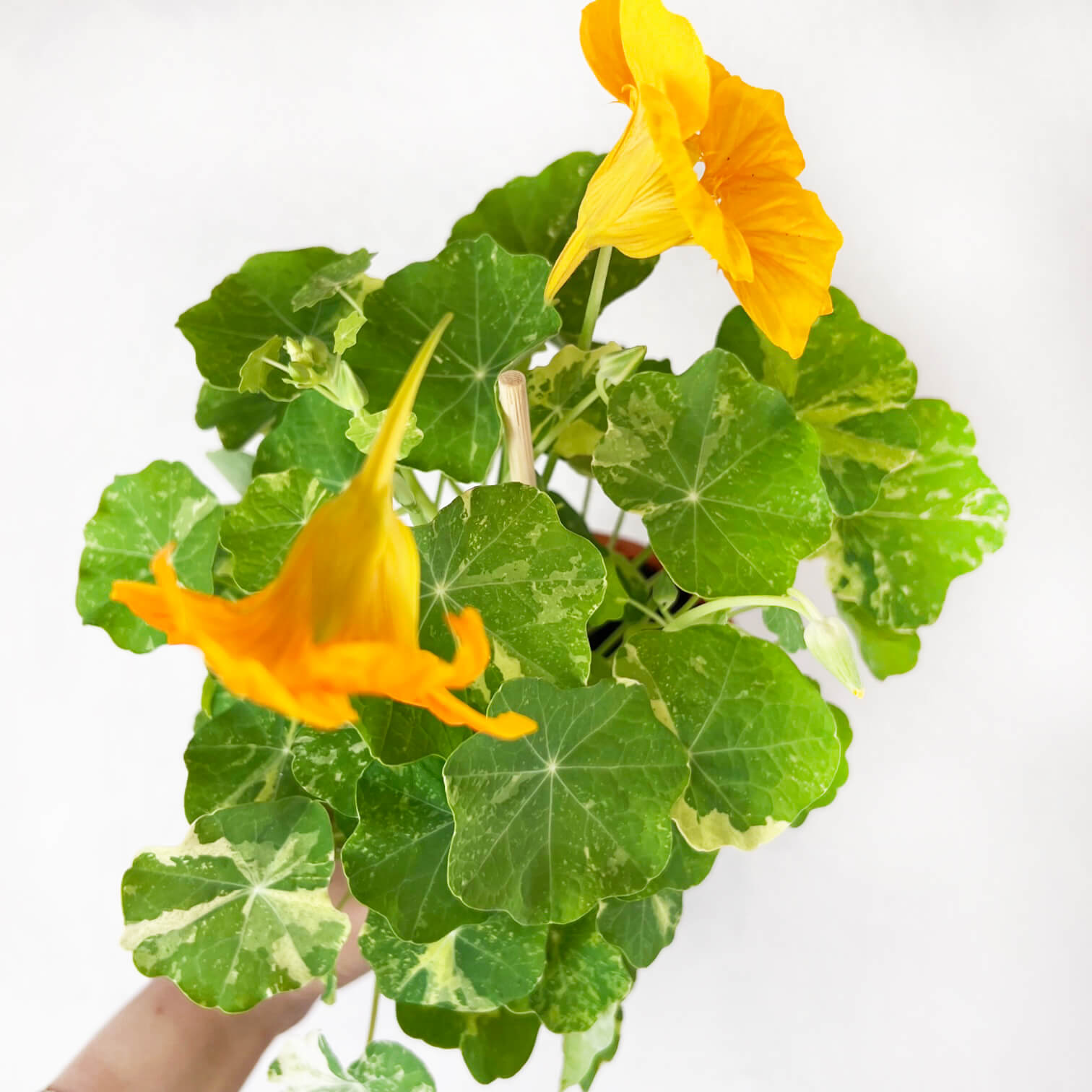 Nasturzio Variegato (tropaeolum Majus)