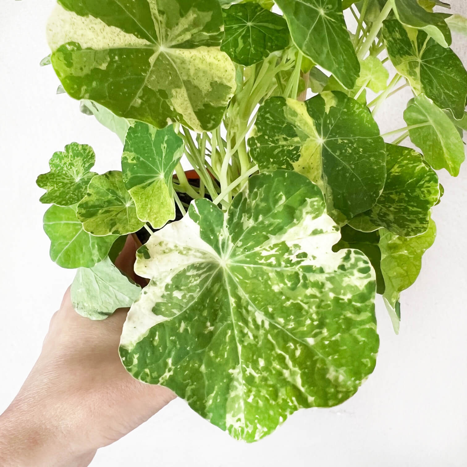 Nasturzio Variegato (tropaeolum Majus)