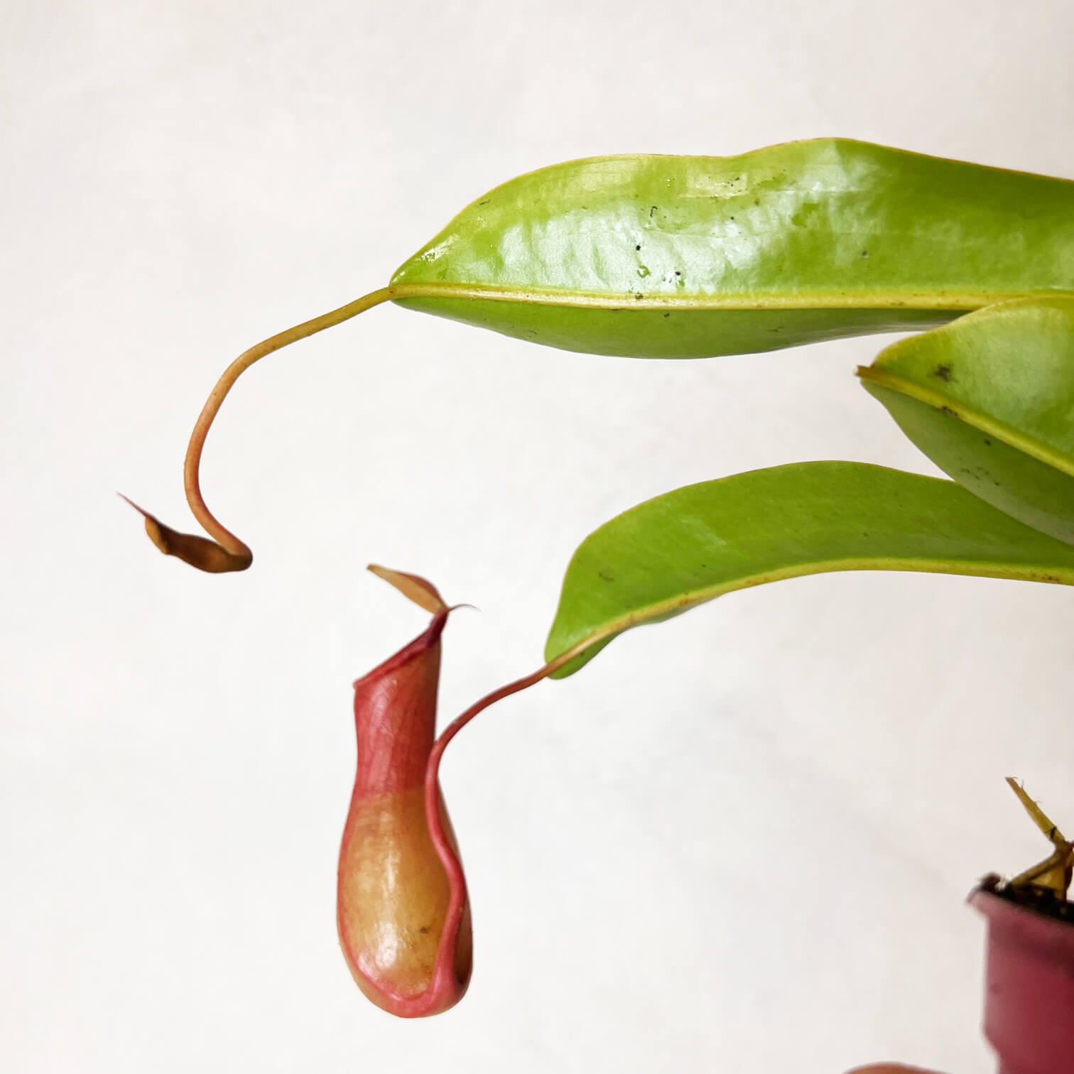 Nepenthes Alata