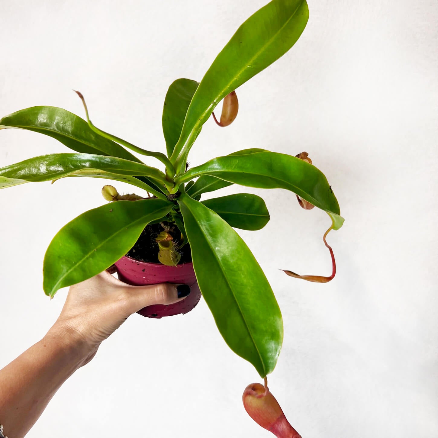 Nepenthes Alata