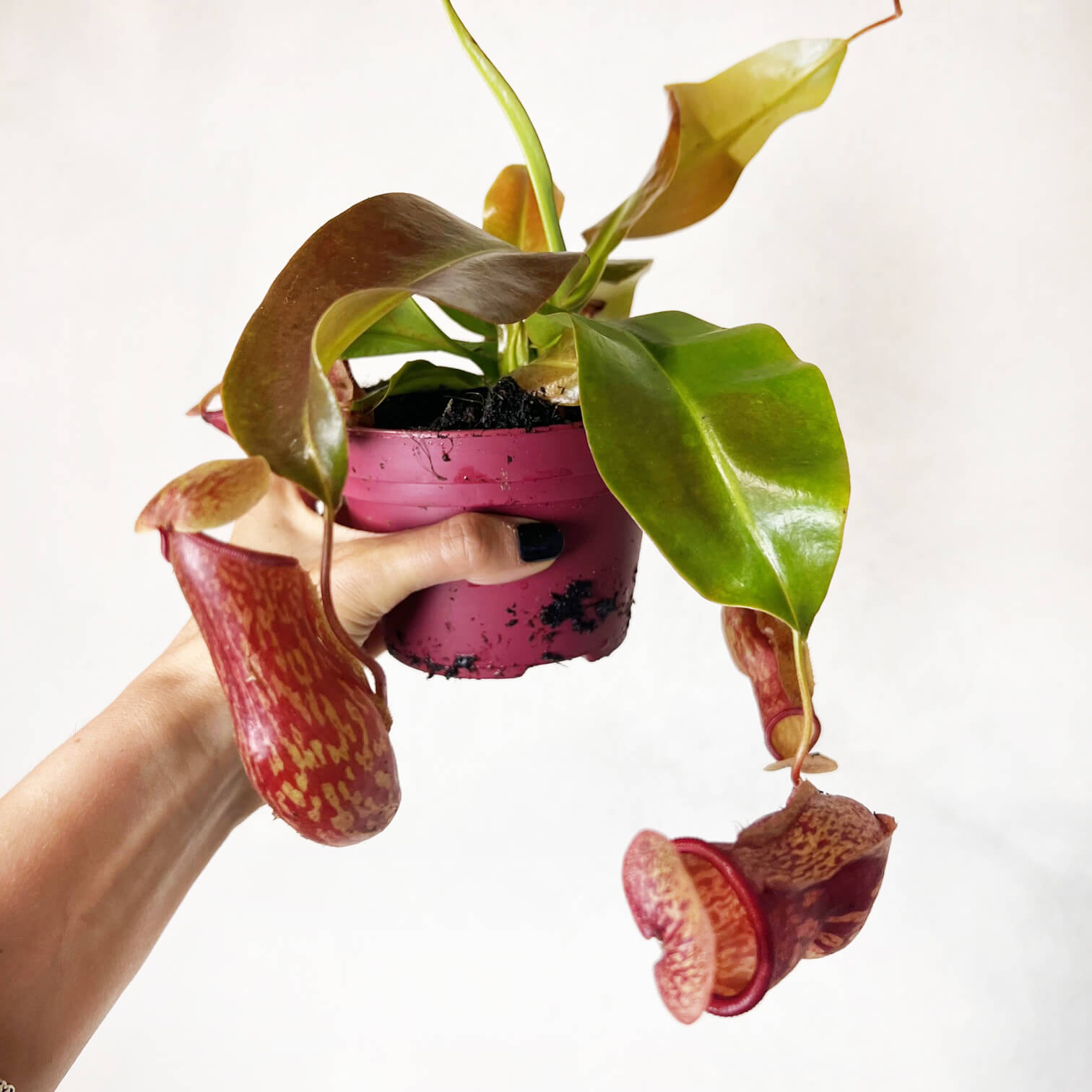 Nepenthes Gaya
