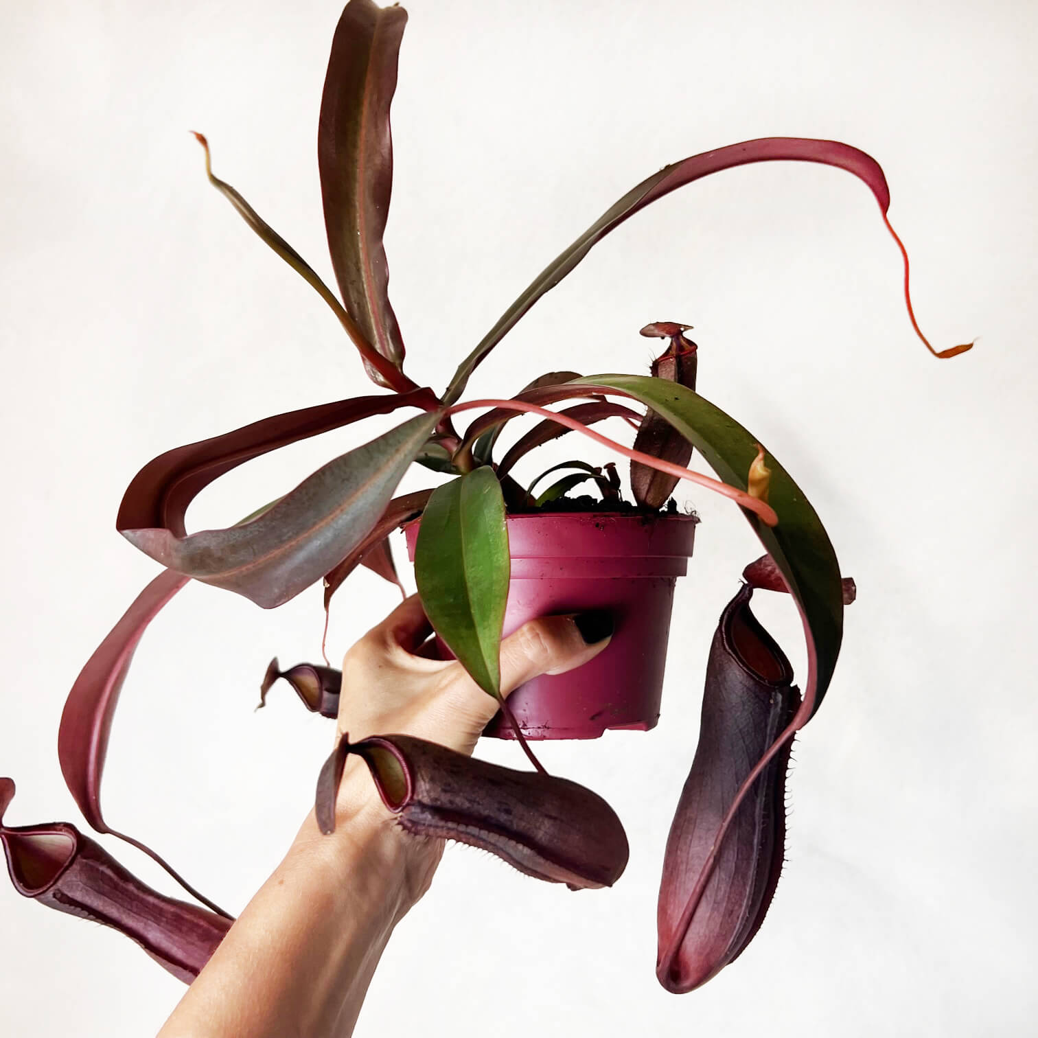 Nepenthes 'Rebecca Soper'