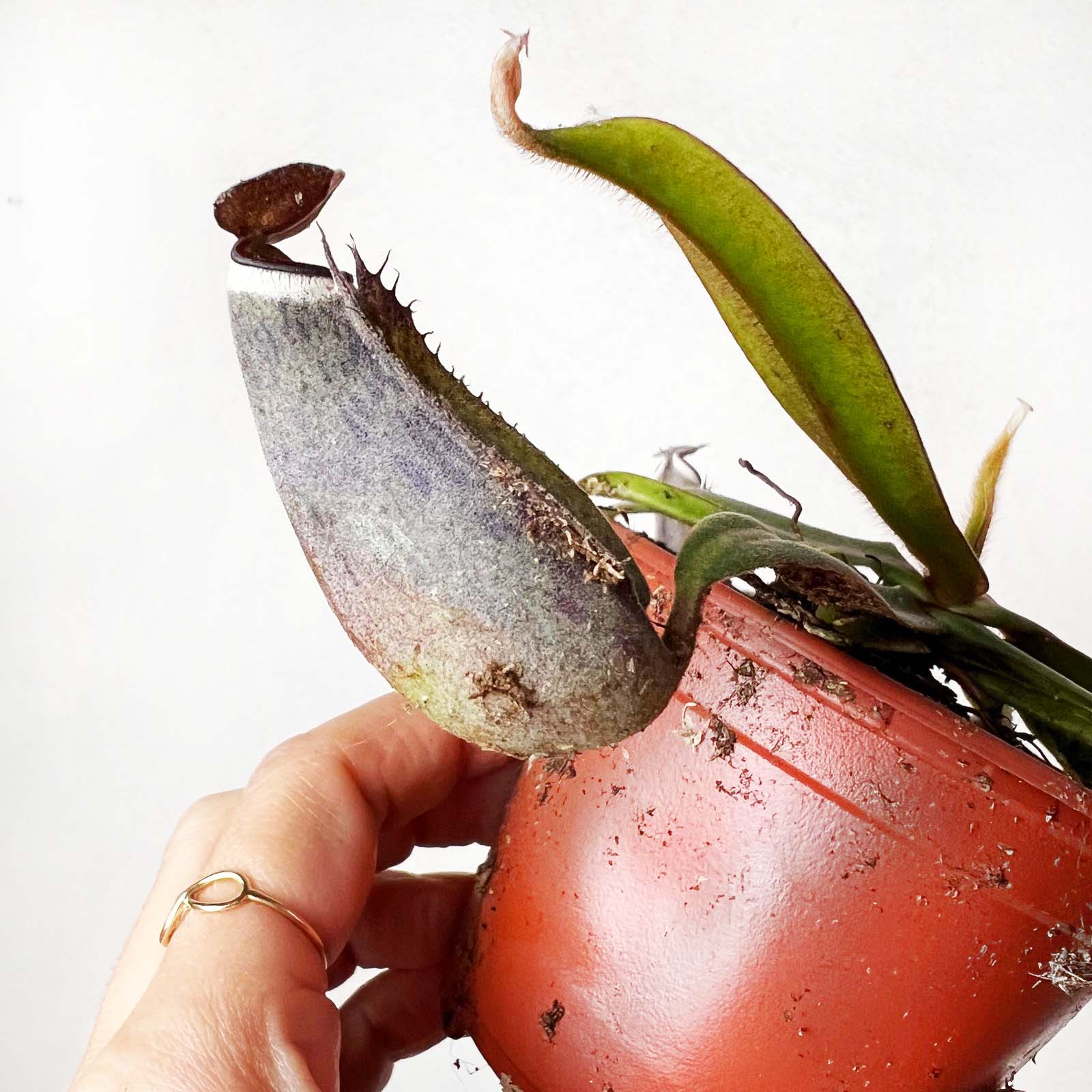 Nepenthes albomarginata