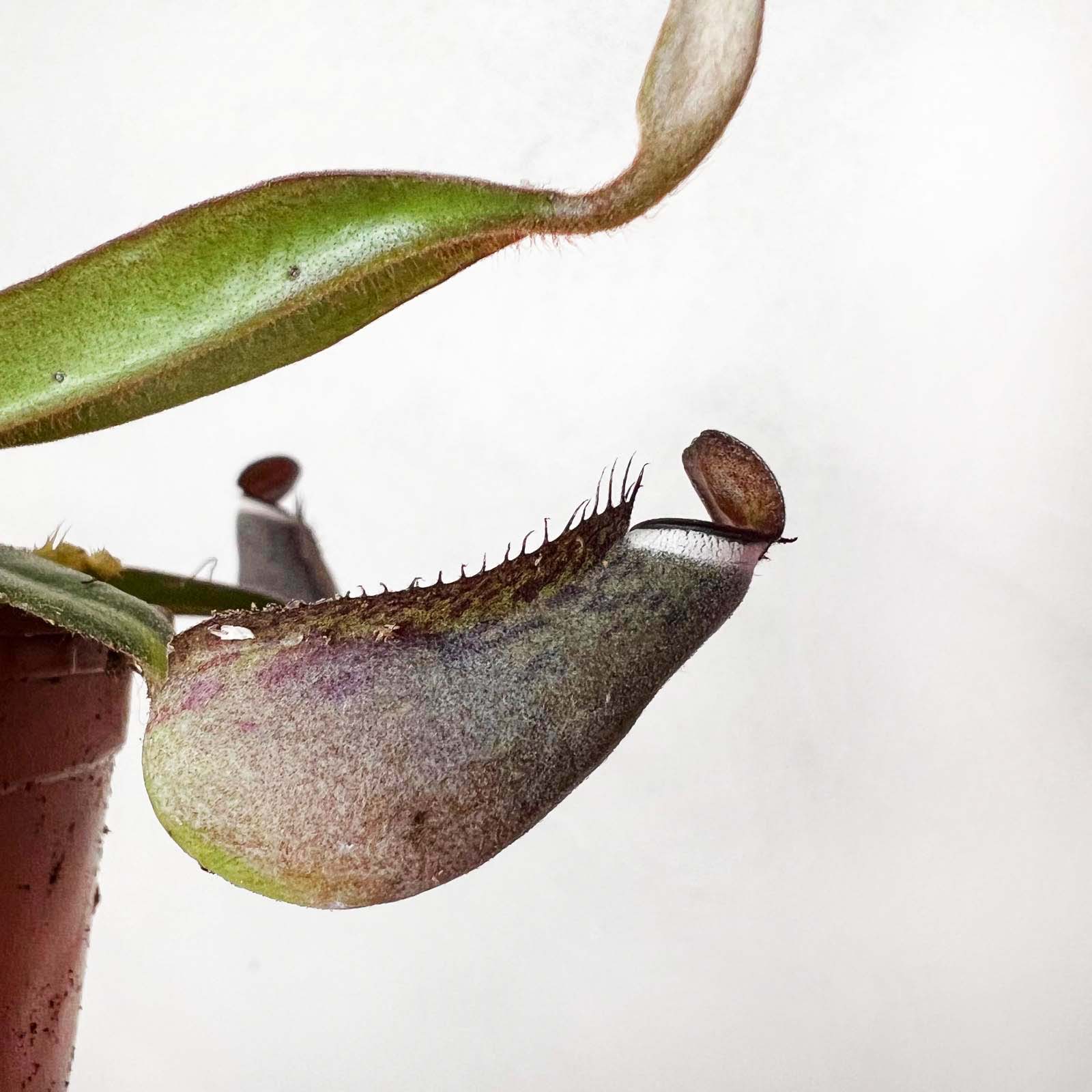 Nepenthes albomarginata
