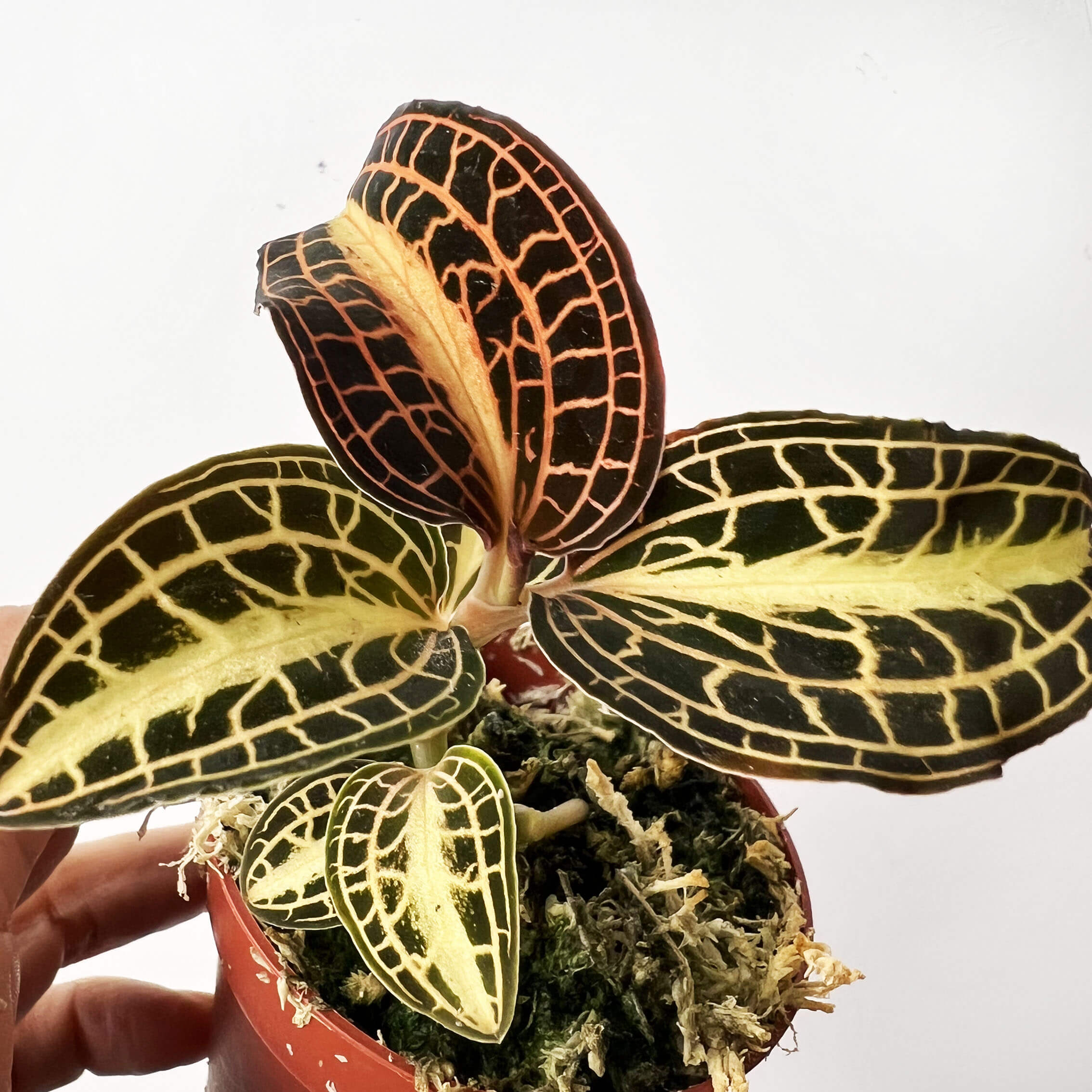 Anoectochilus roxburghii 'Pink Gold'
