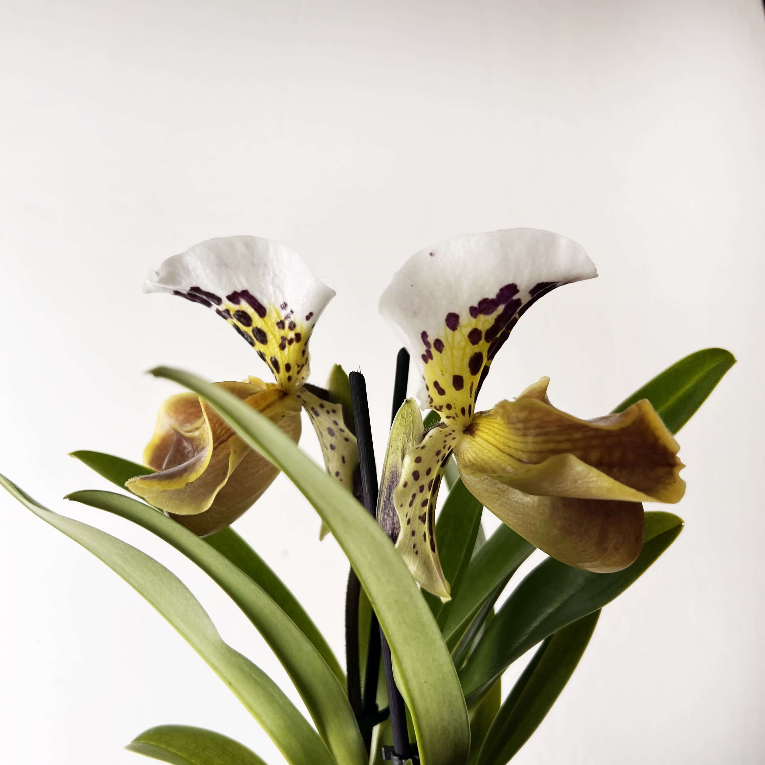 Paphiopedilum AmericaHibrid /twins