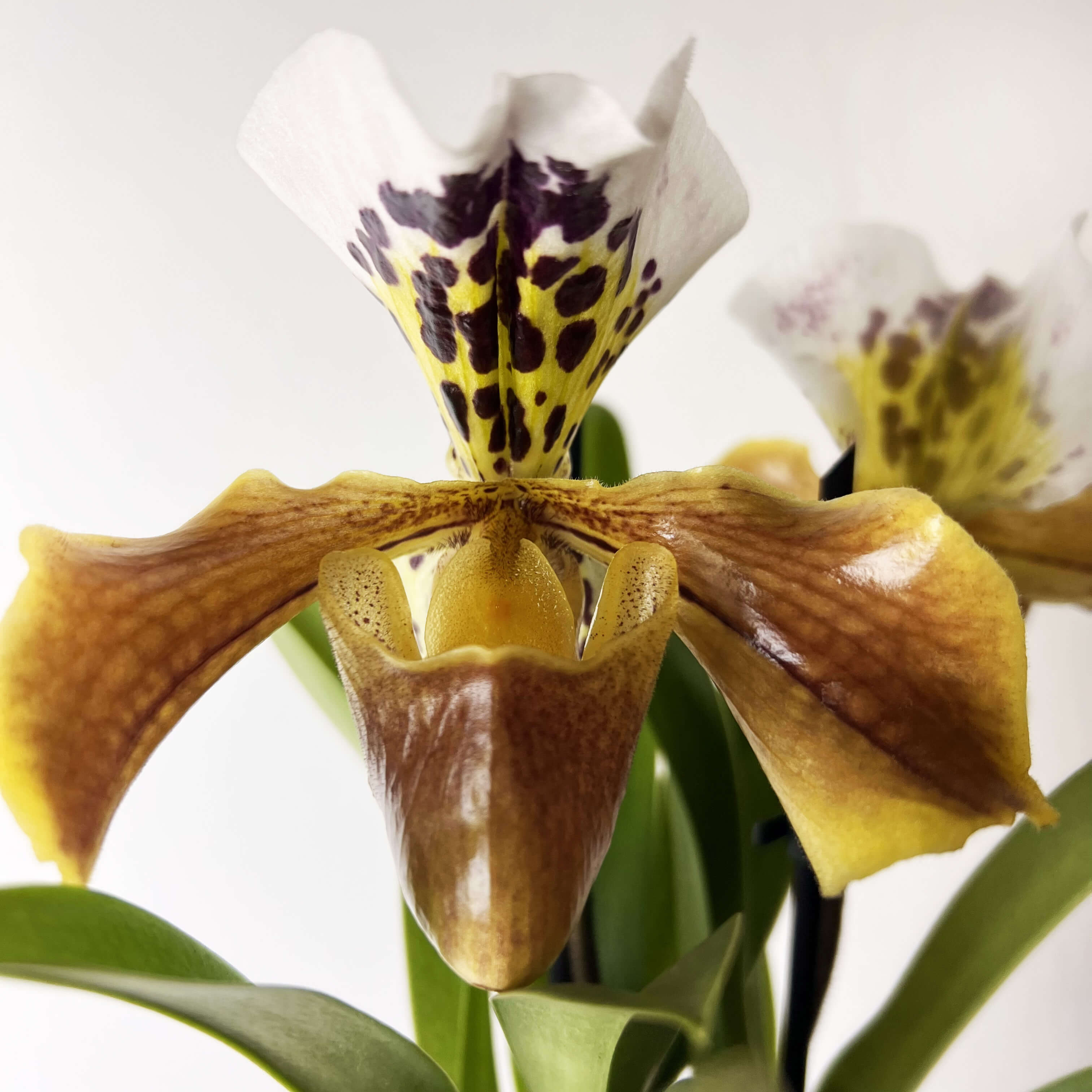 Paphiopedilum AmericaHibrid /twins