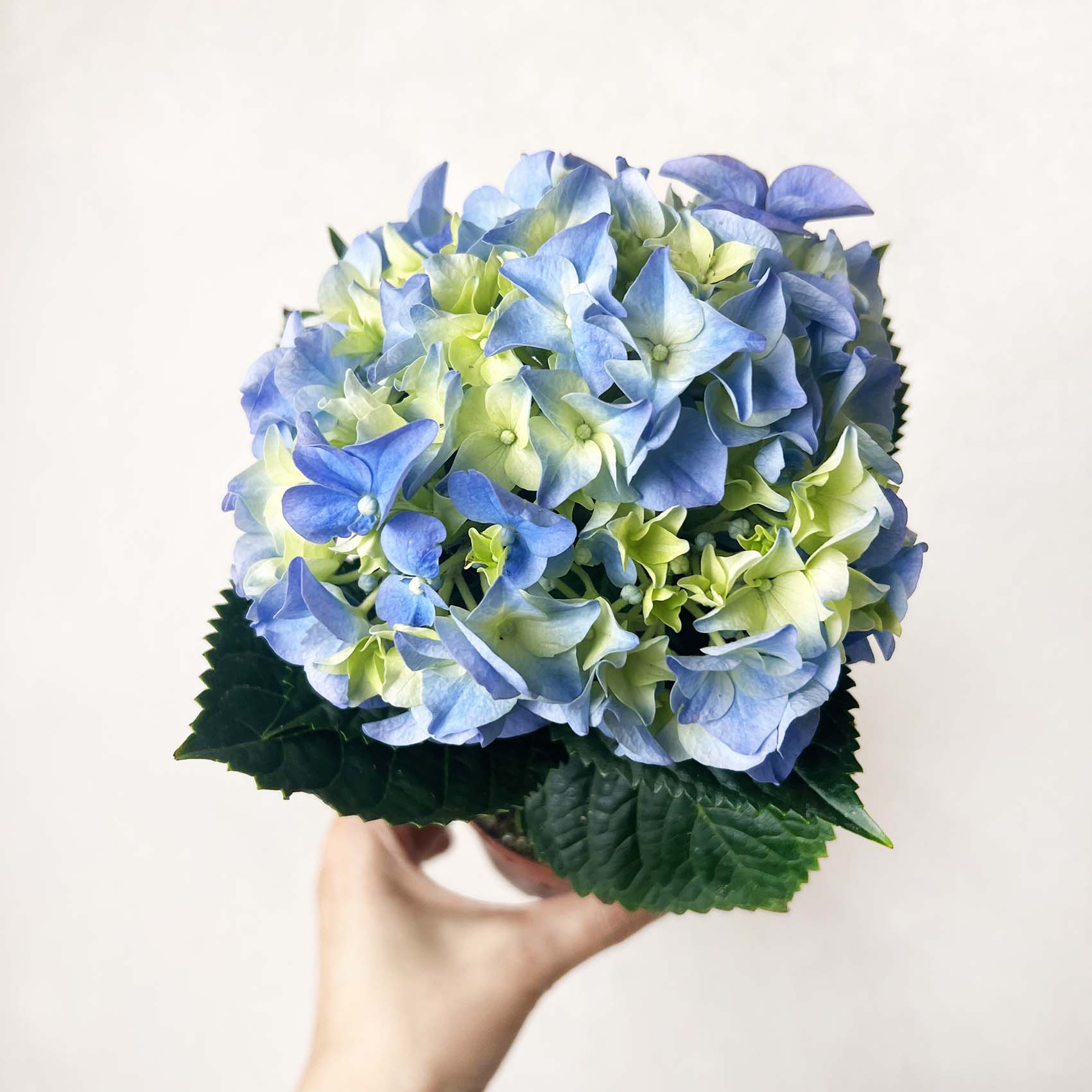 Ortensia (Hydrangea Macrophylla) Early Azzurro