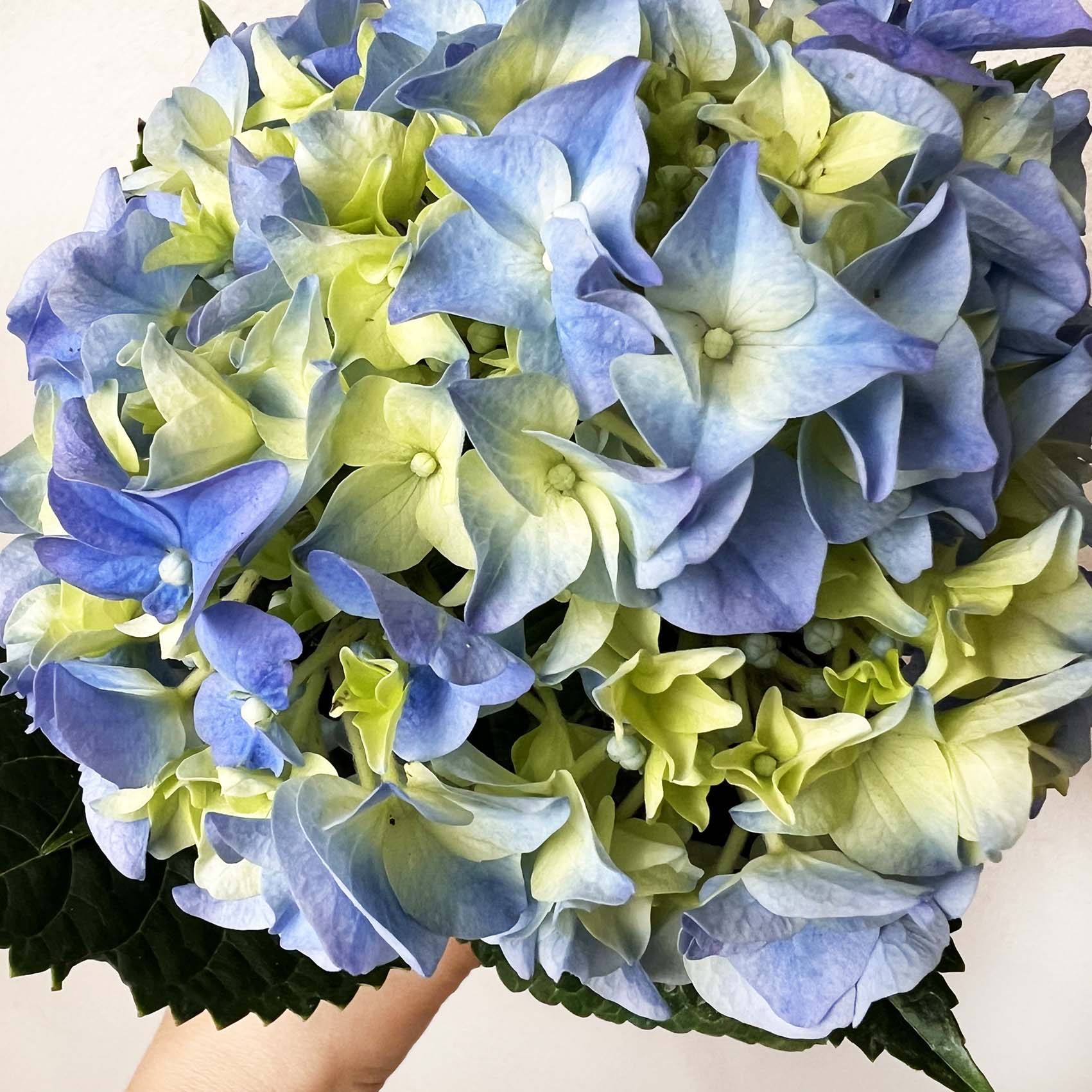 Ortensia (Hydrangea Macrophylla) Early Azzurro