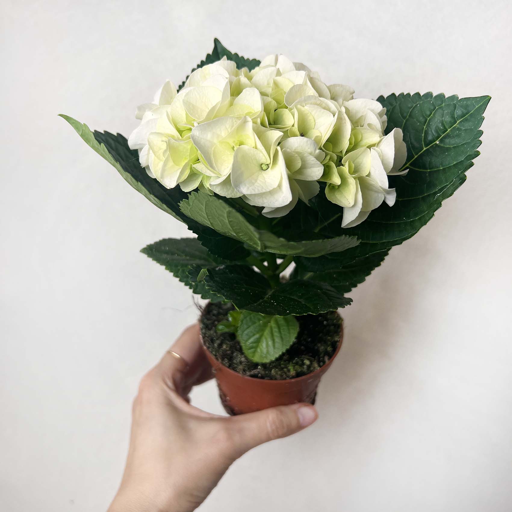 Ortensia (Hydrangea Macrophylla) Early Bianco