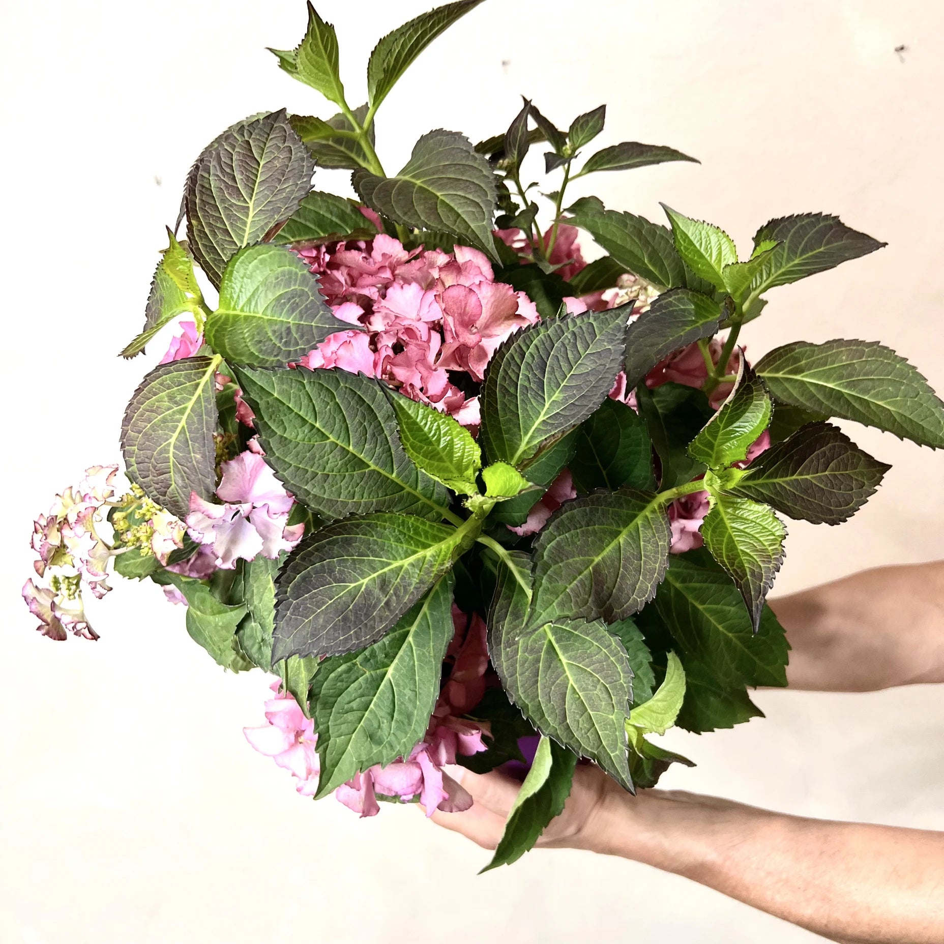 Ortensia /Hydrangea Tiffany Lisa