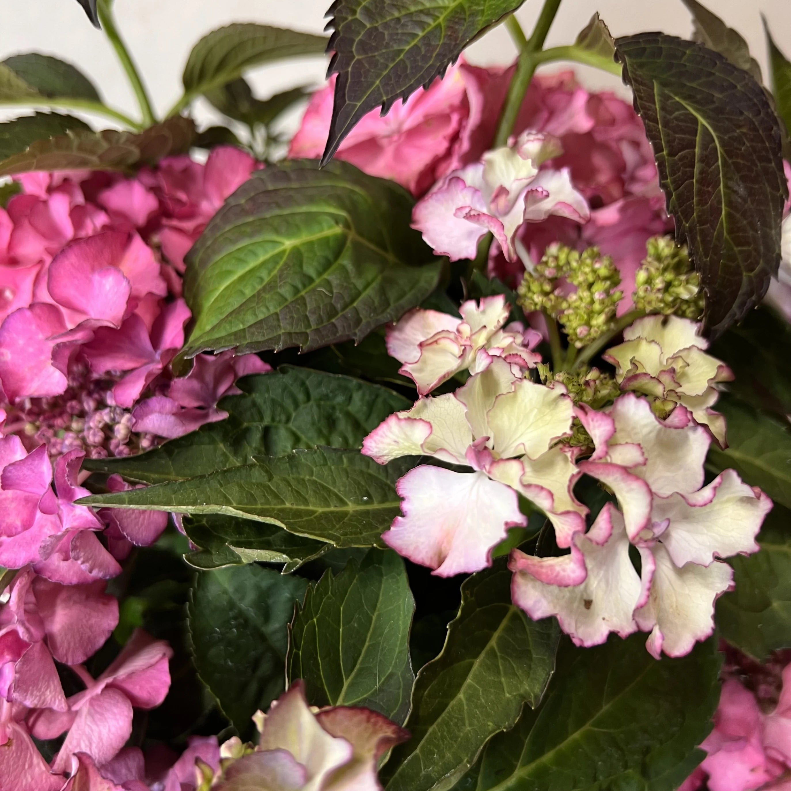 Ortensia /Hydrangea Tiffany Lisa