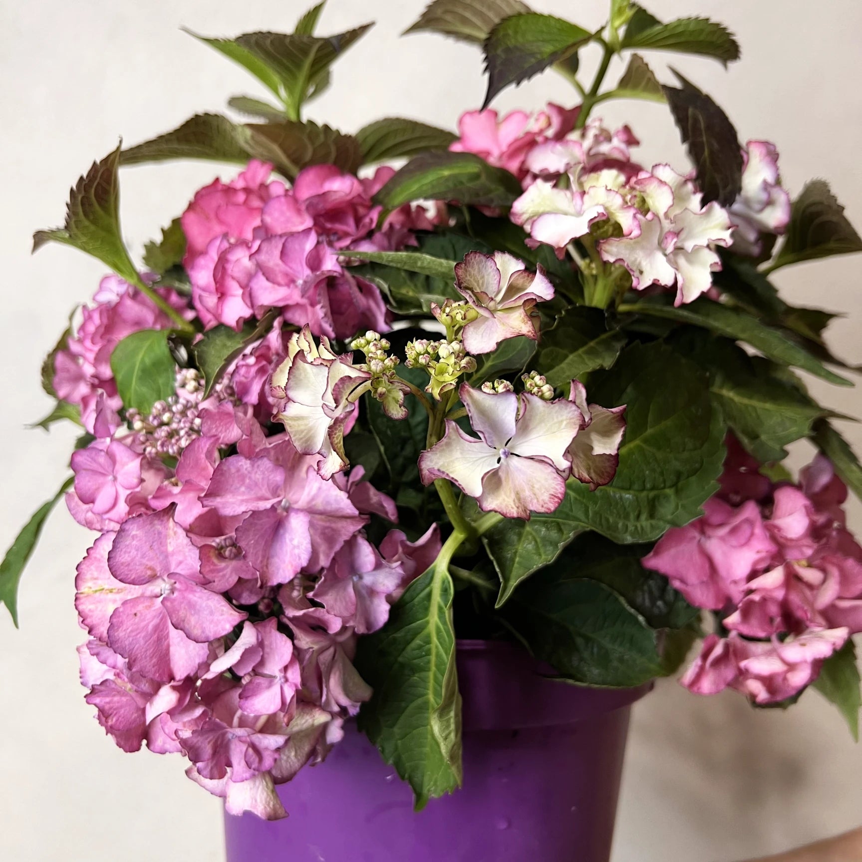 Ortensia /Hydrangea Tiffany Lisa