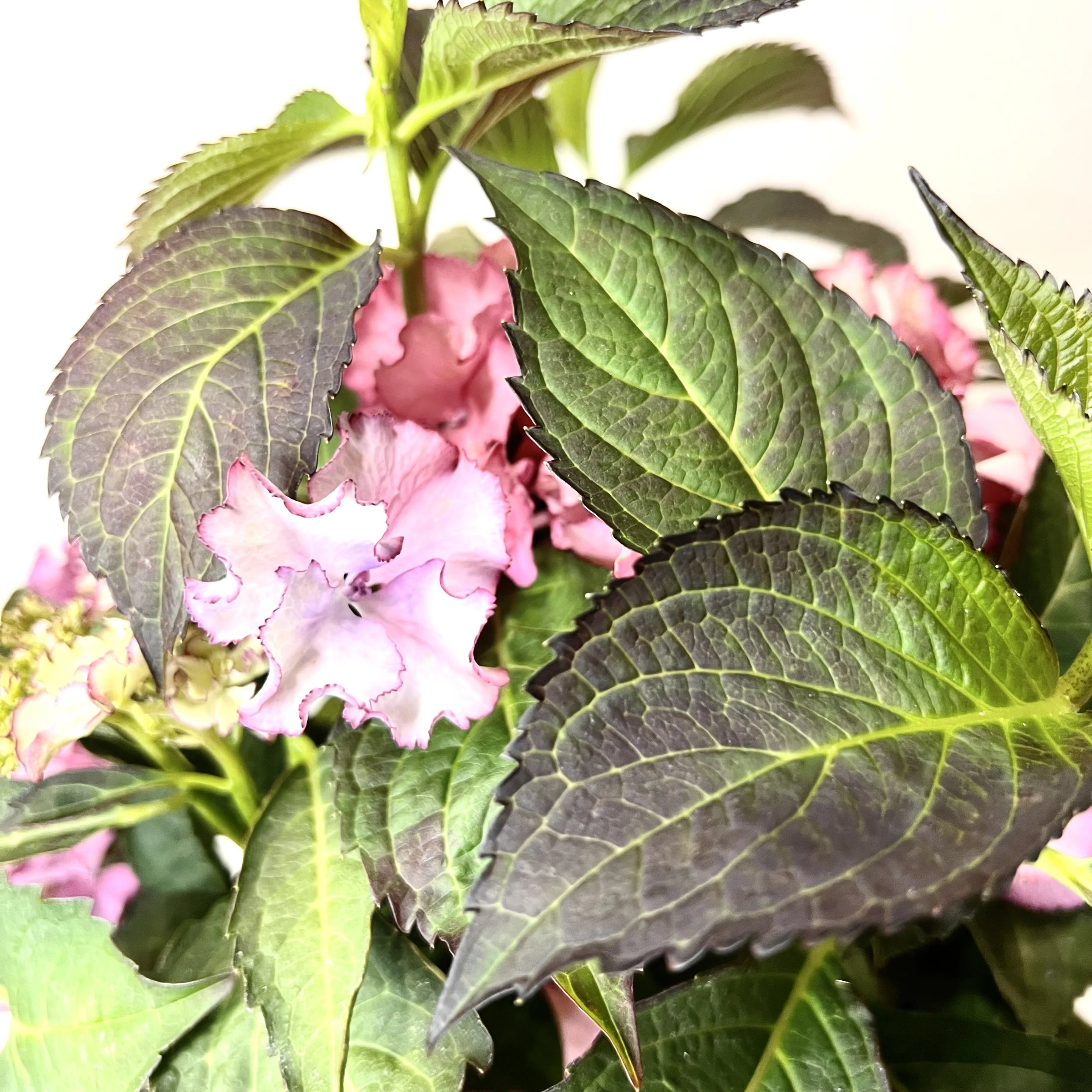 Ortensia /Hydrangea Tiffany Lisa