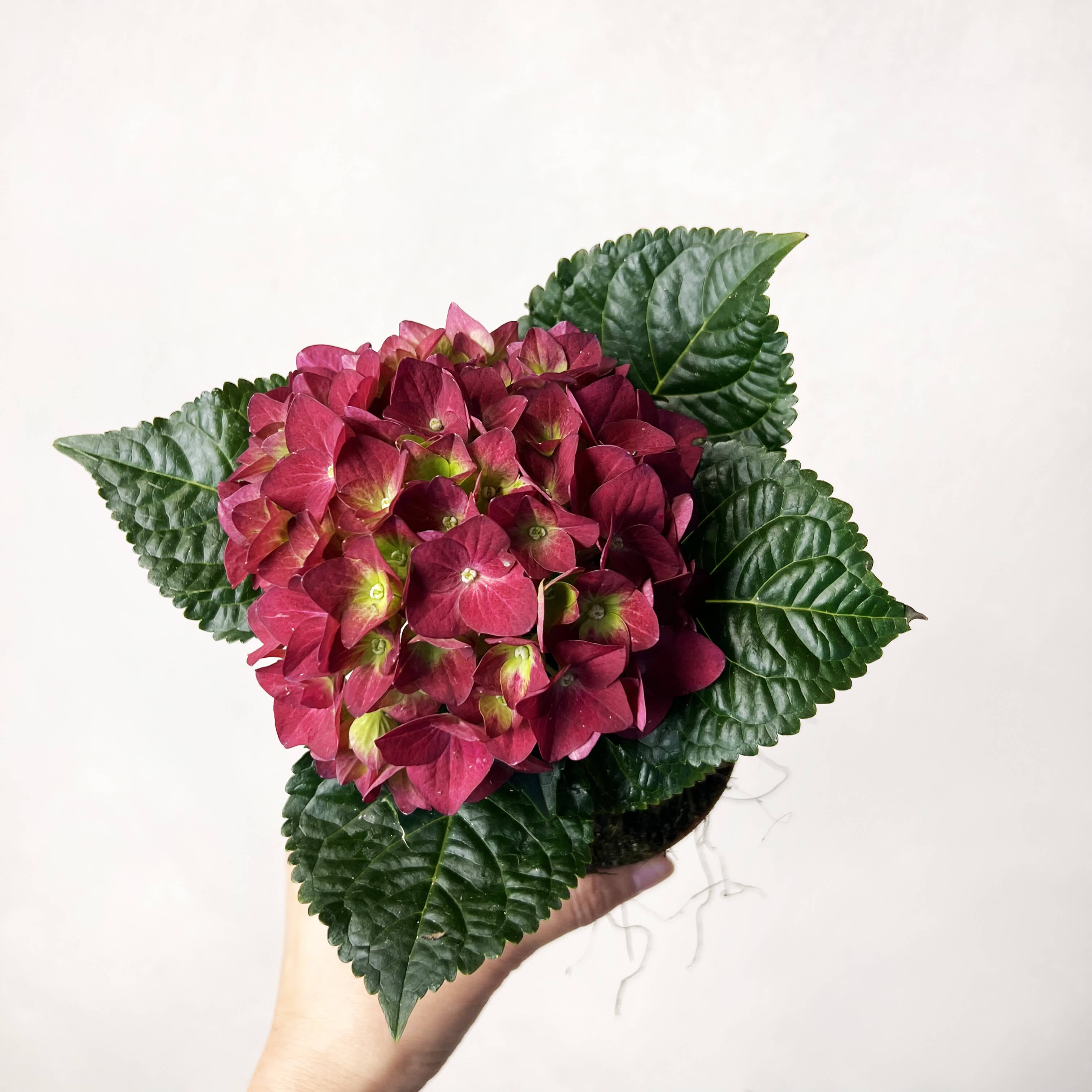 Ortensia (Hydrangea Macrophylla) Hot Red