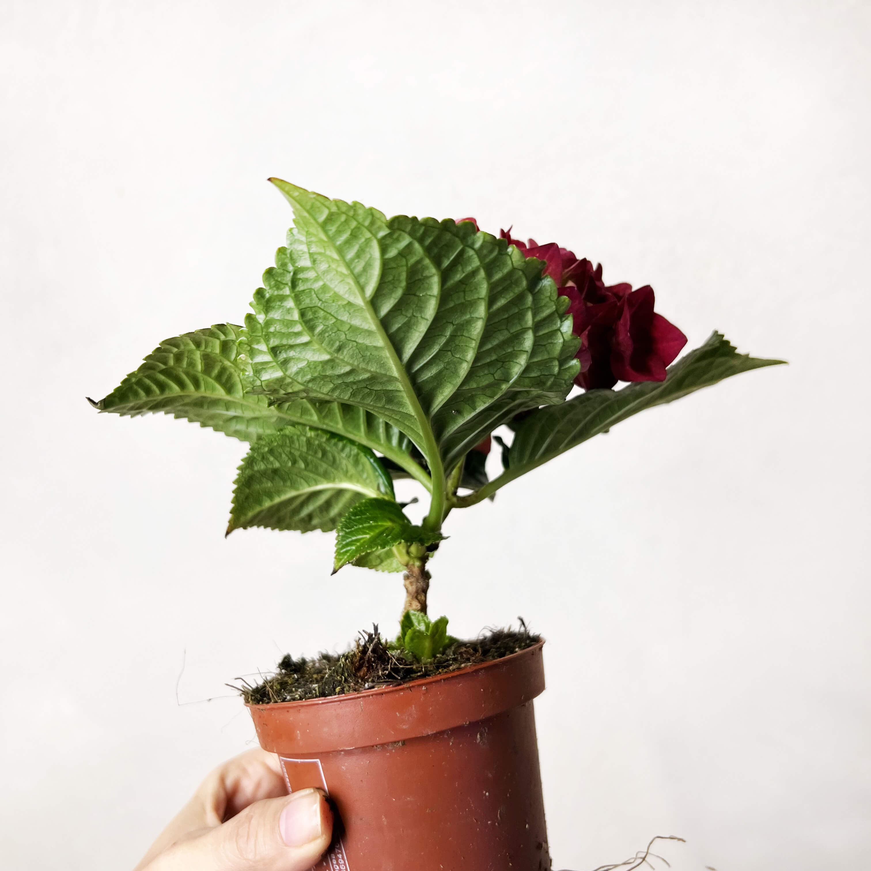 Ortensia (Hydrangea Macrophylla) Hot Red