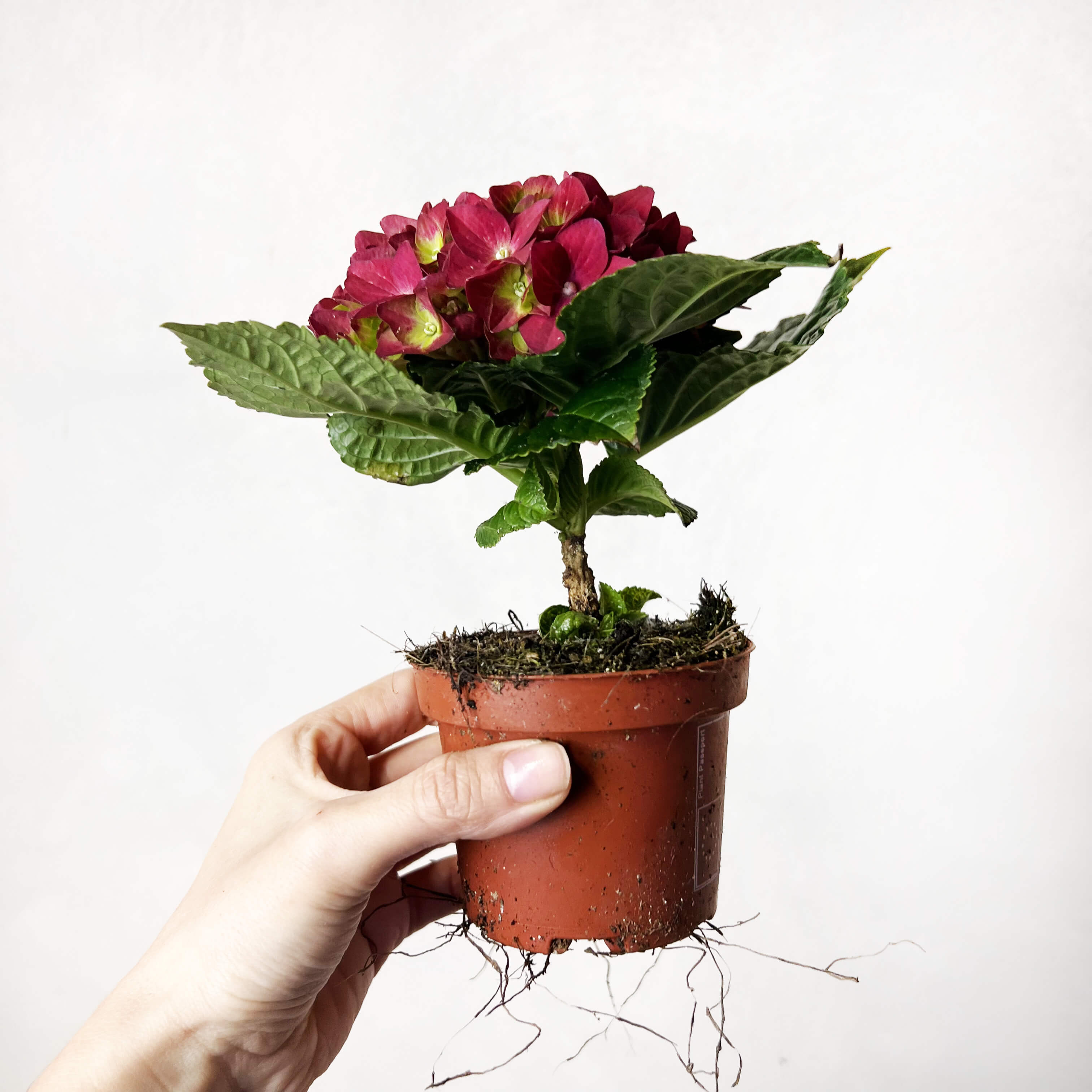 Ortensia (Hydrangea Macrophylla) Hot Red