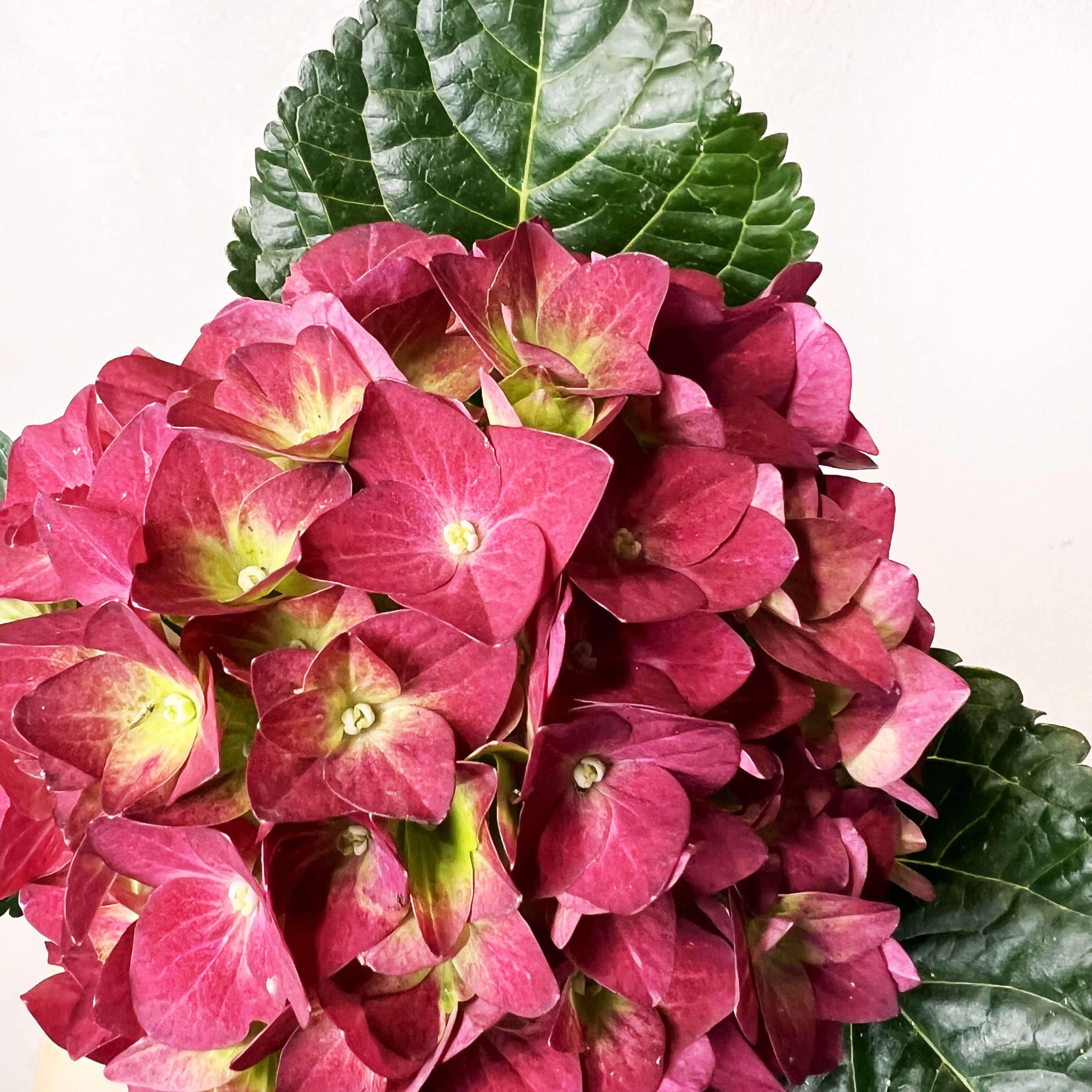 Ortensia (Hydrangea Macrophylla) Hot Red