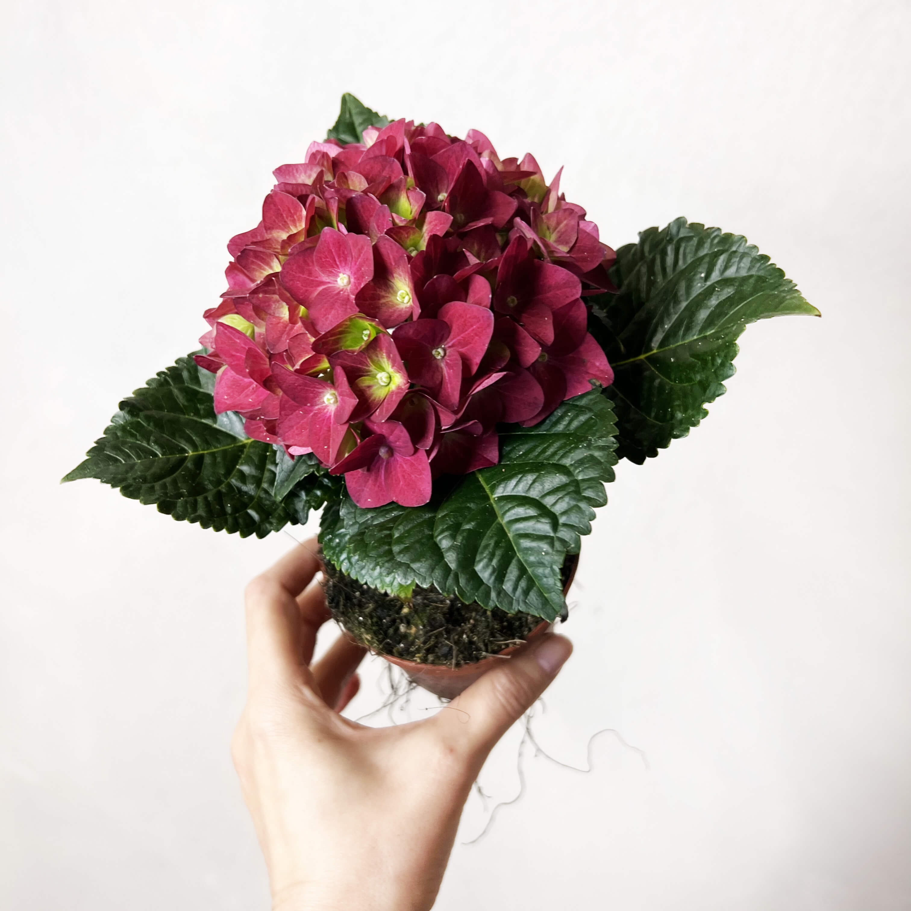 Ortensia (Hydrangea Macrophylla) Hot Red