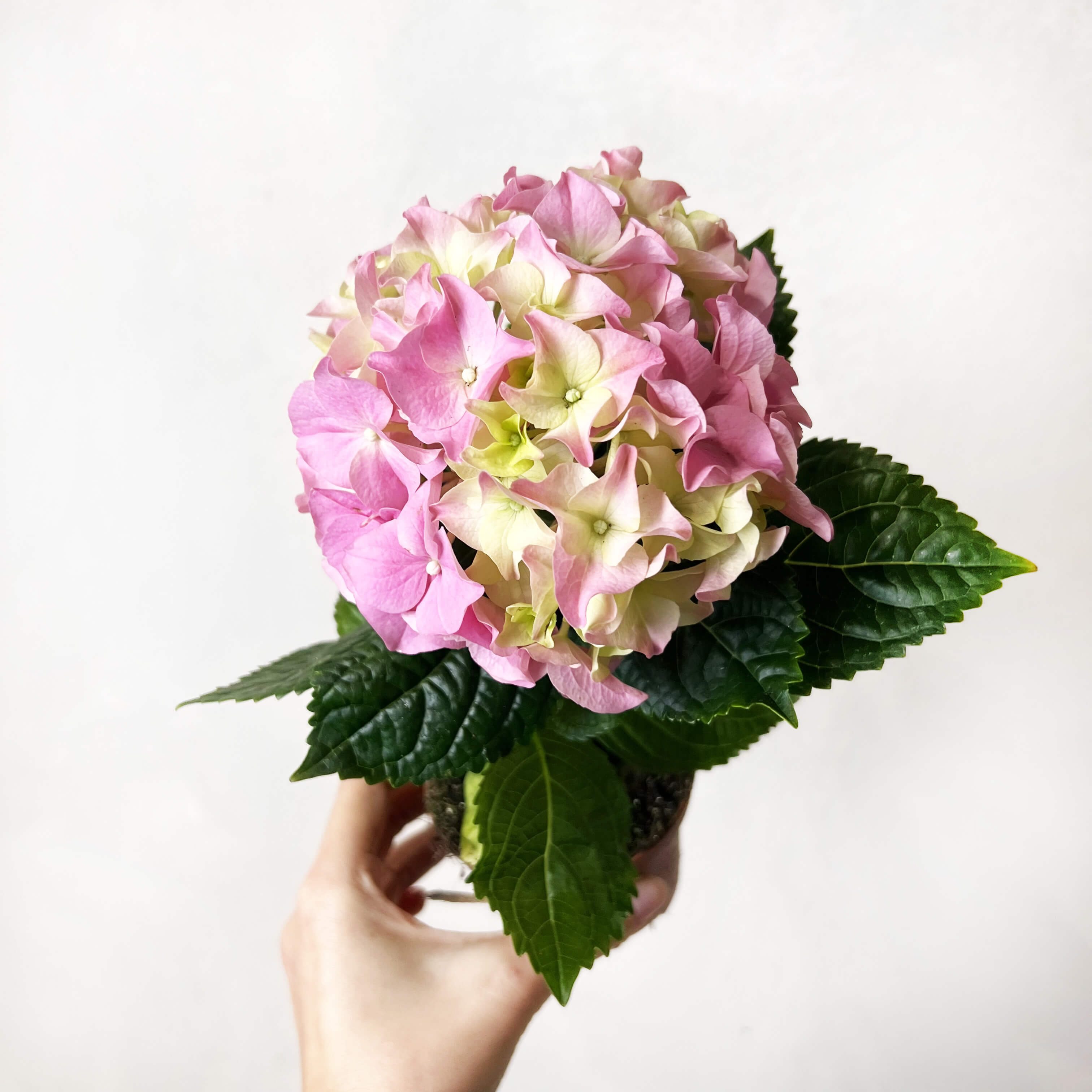 Ortensia (Hydrangea Macrophylla) Early Rosa