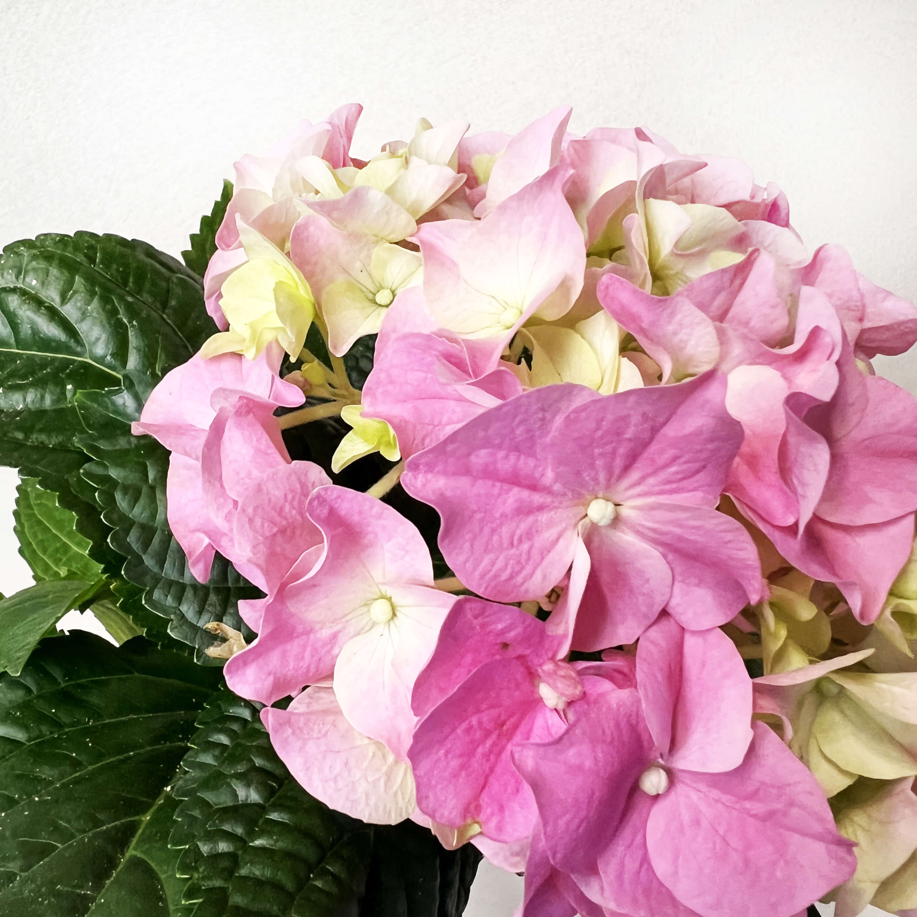 Ortensia (Hydrangea Macrophylla) Early Rosa