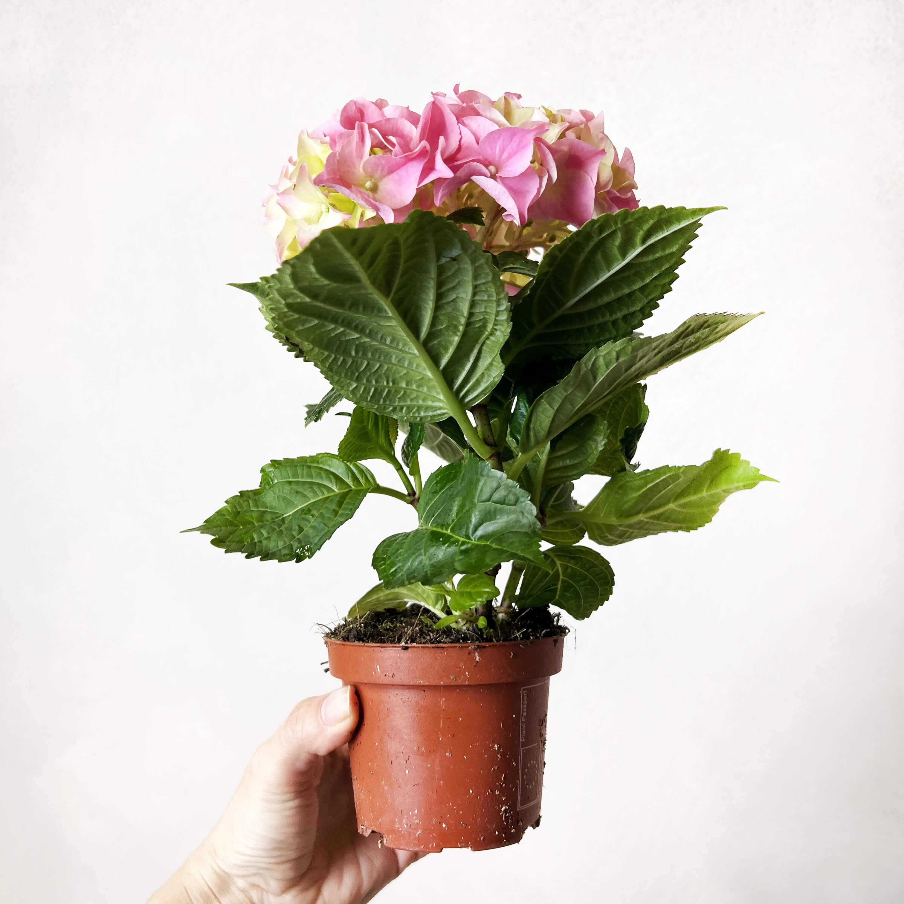 Ortensia (Hydrangea Macrophylla) Early Rosa