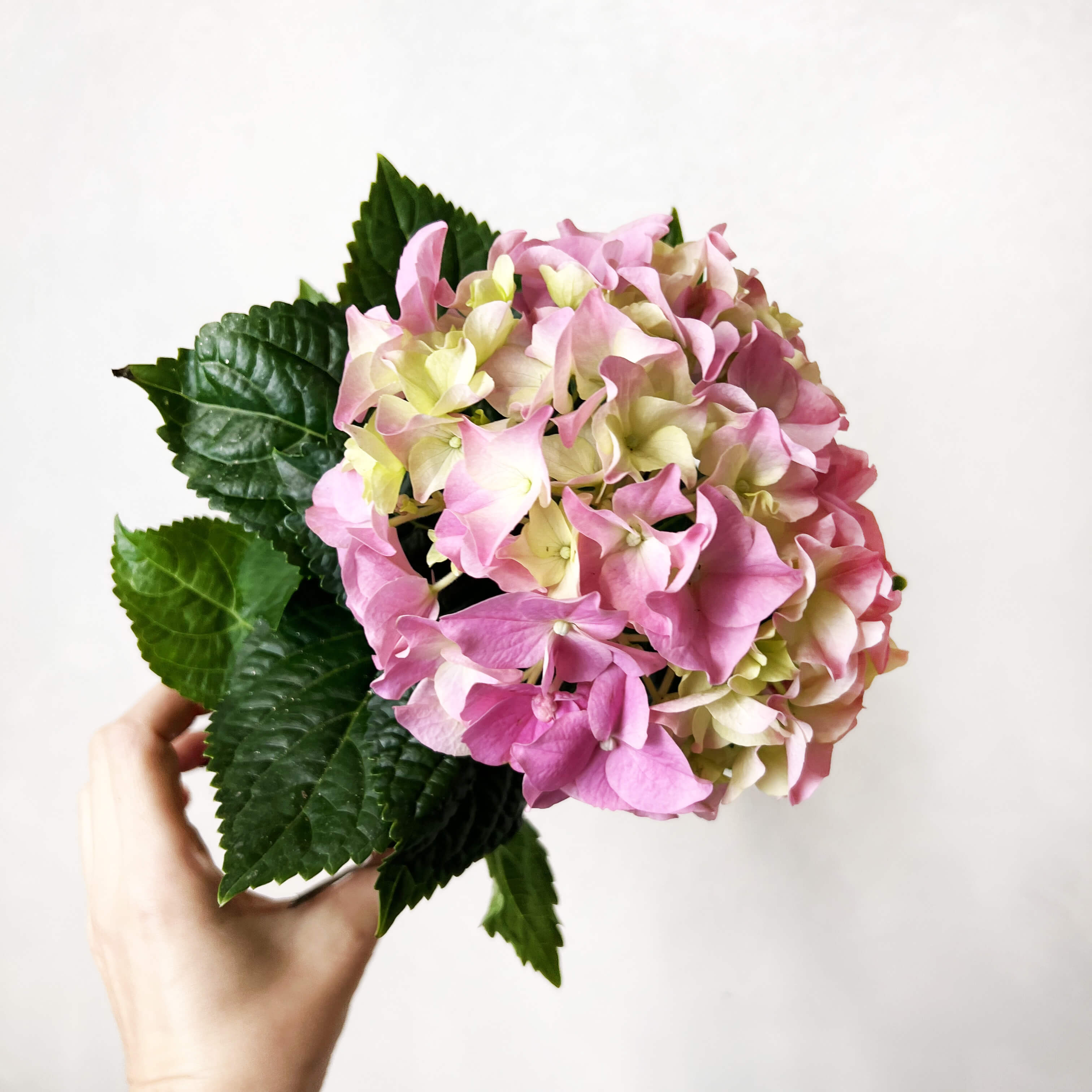 Ortensia (Hydrangea Macrophylla) Early Rosa