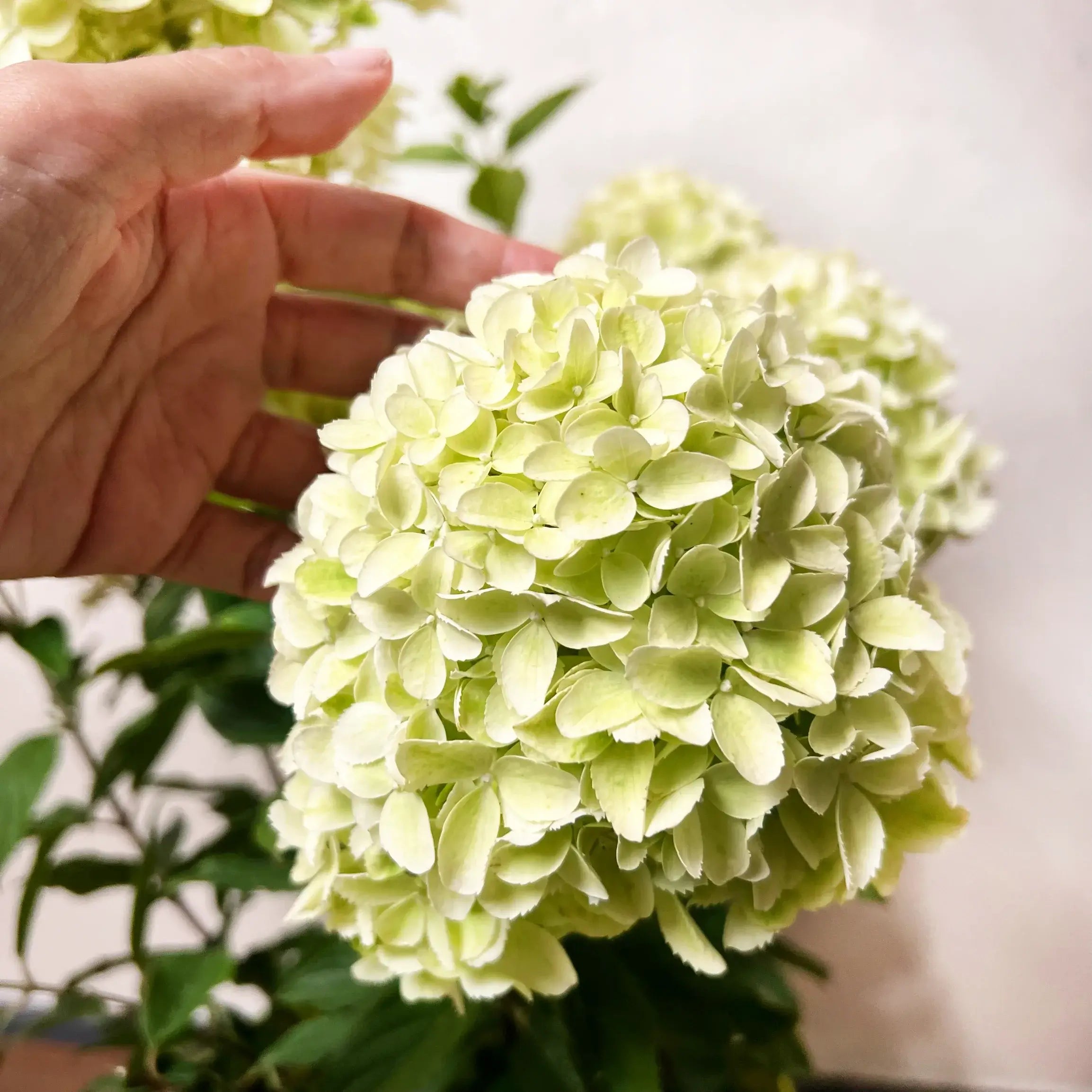 Ortensia /Hydrangea paniculata Whitelight