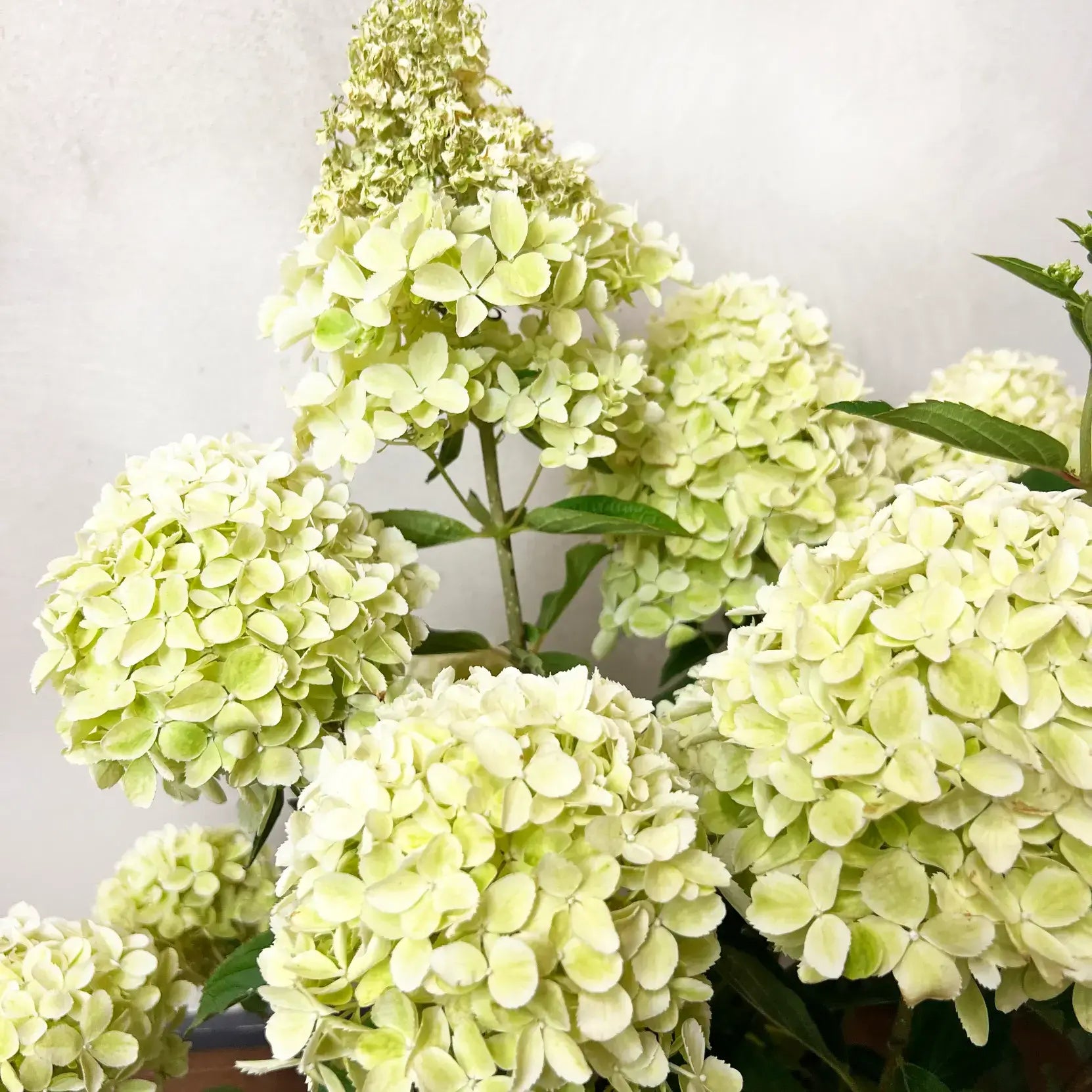 Ortensia /Hydrangea paniculata Whitelight