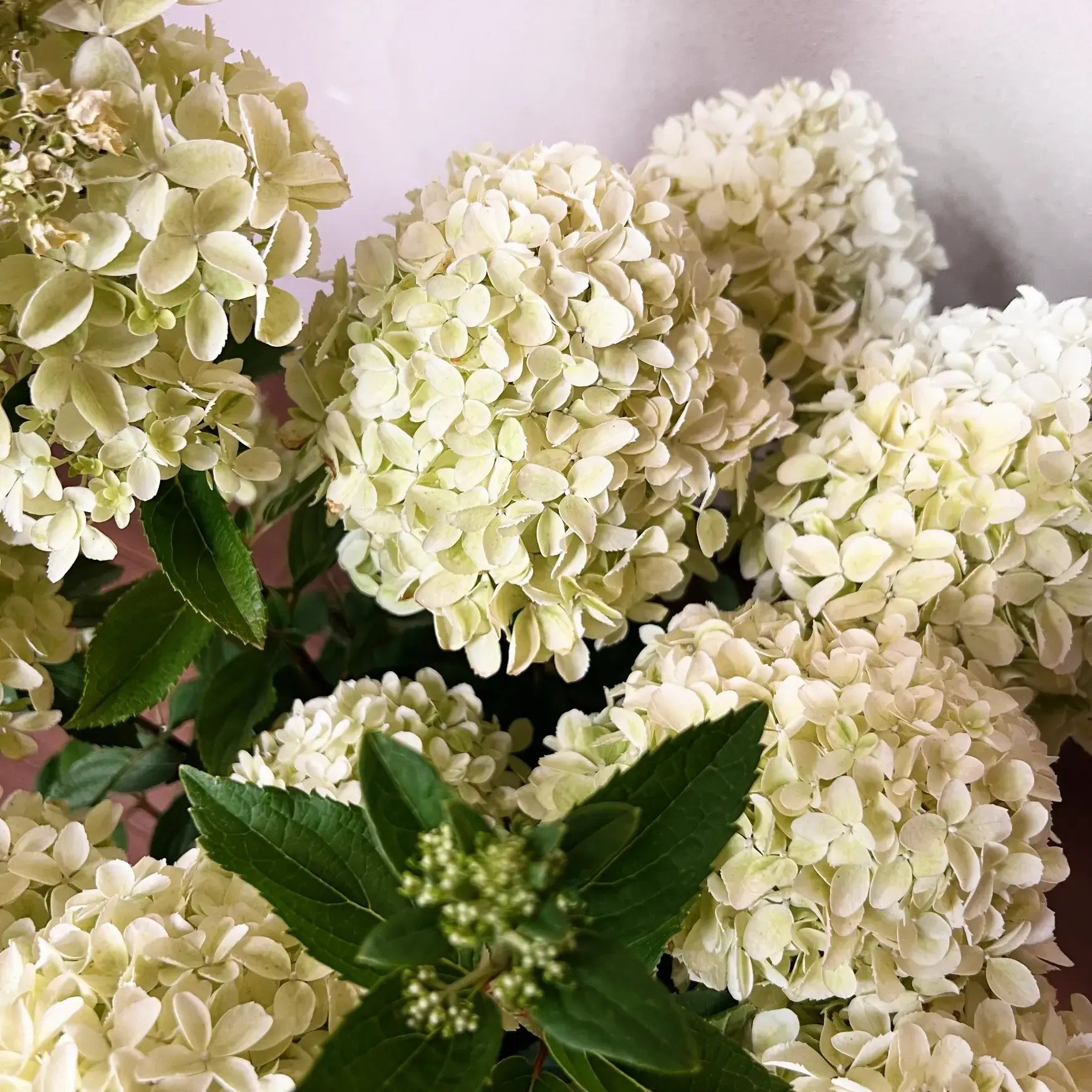 Ortensia /Hydrangea paniculata Whitelight