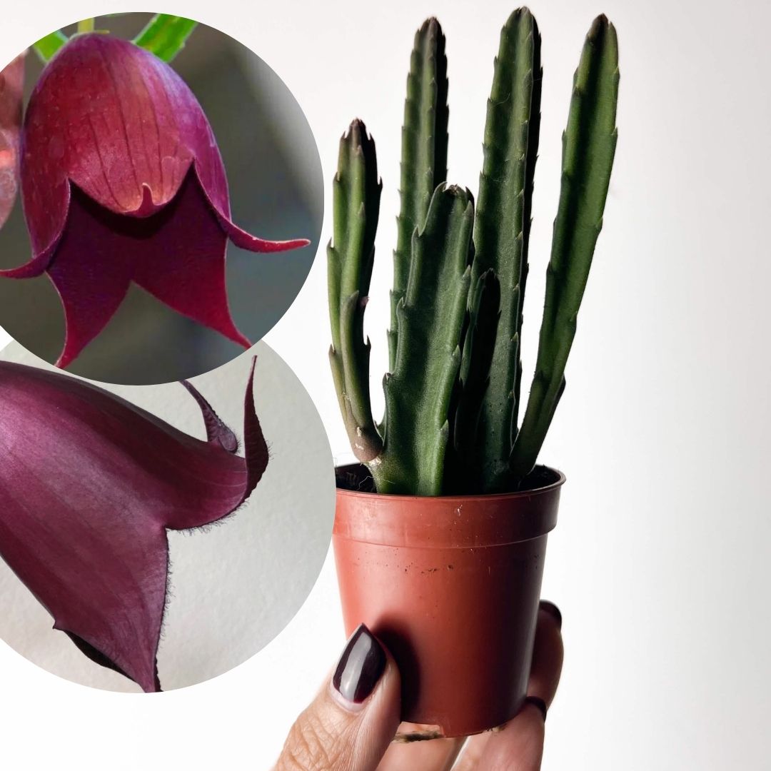 » Stapelia Leendertziae (100% off)