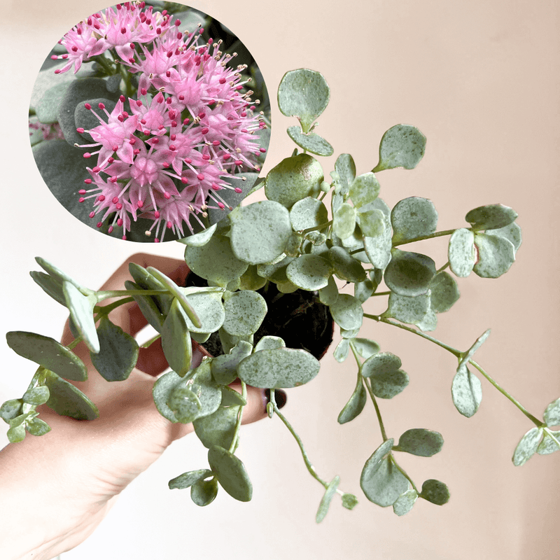 baby Sedum Sieboldii /Erba Teresina