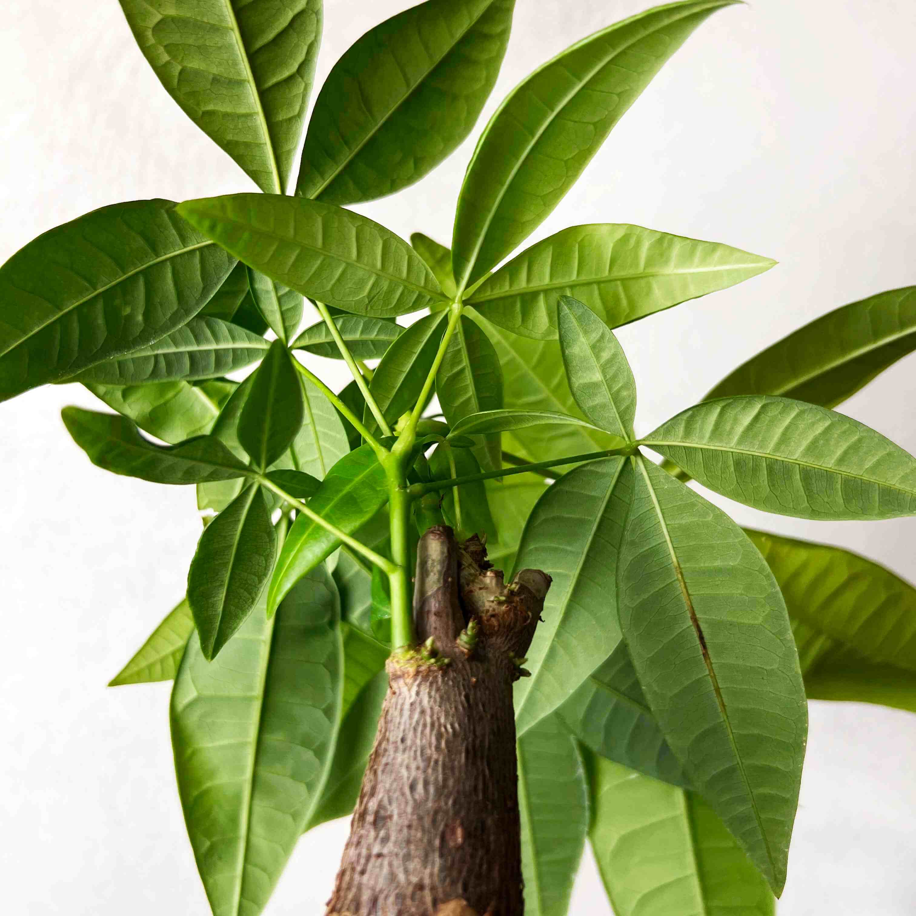 Mini Pachira Aquatica