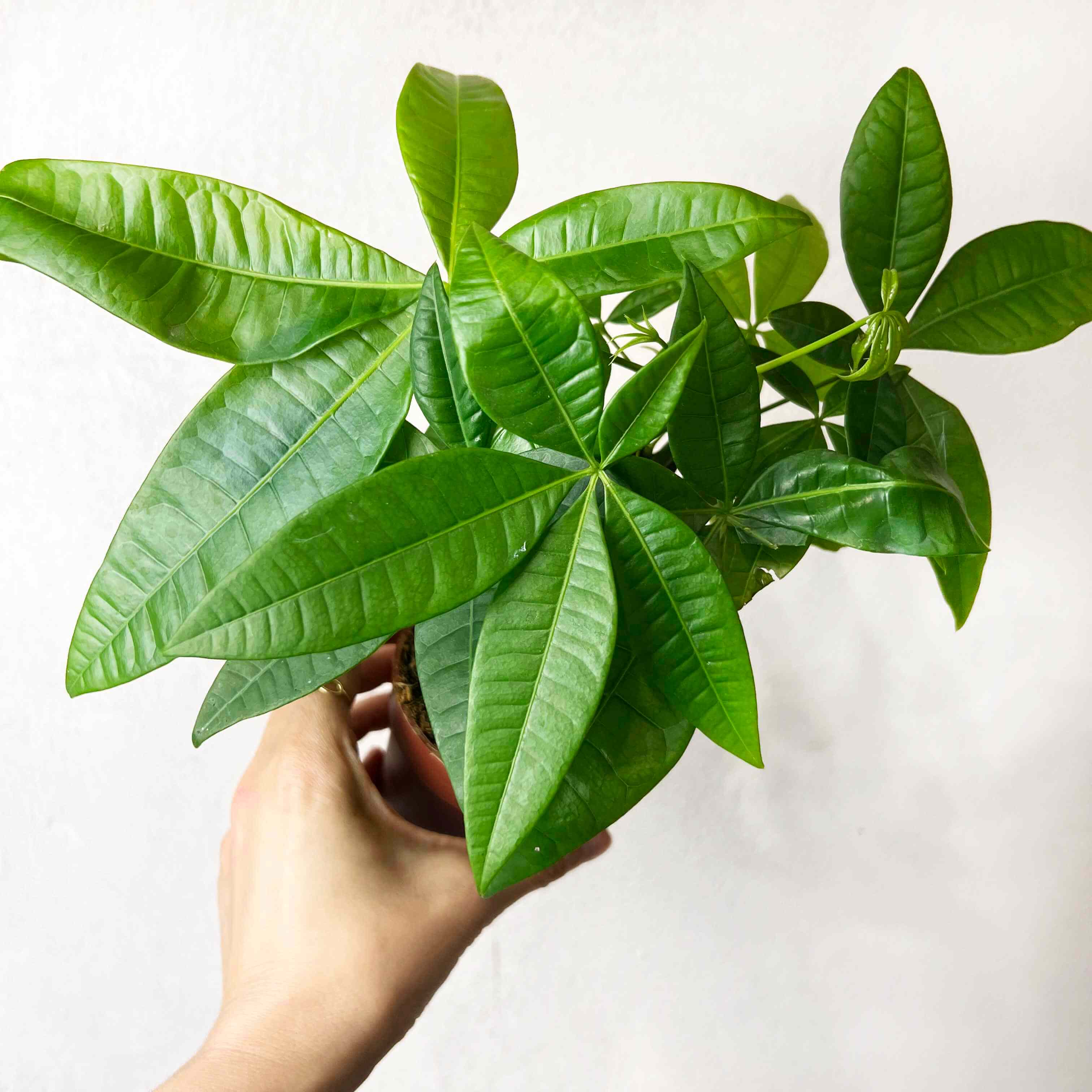 Mini Pachira Aquatica