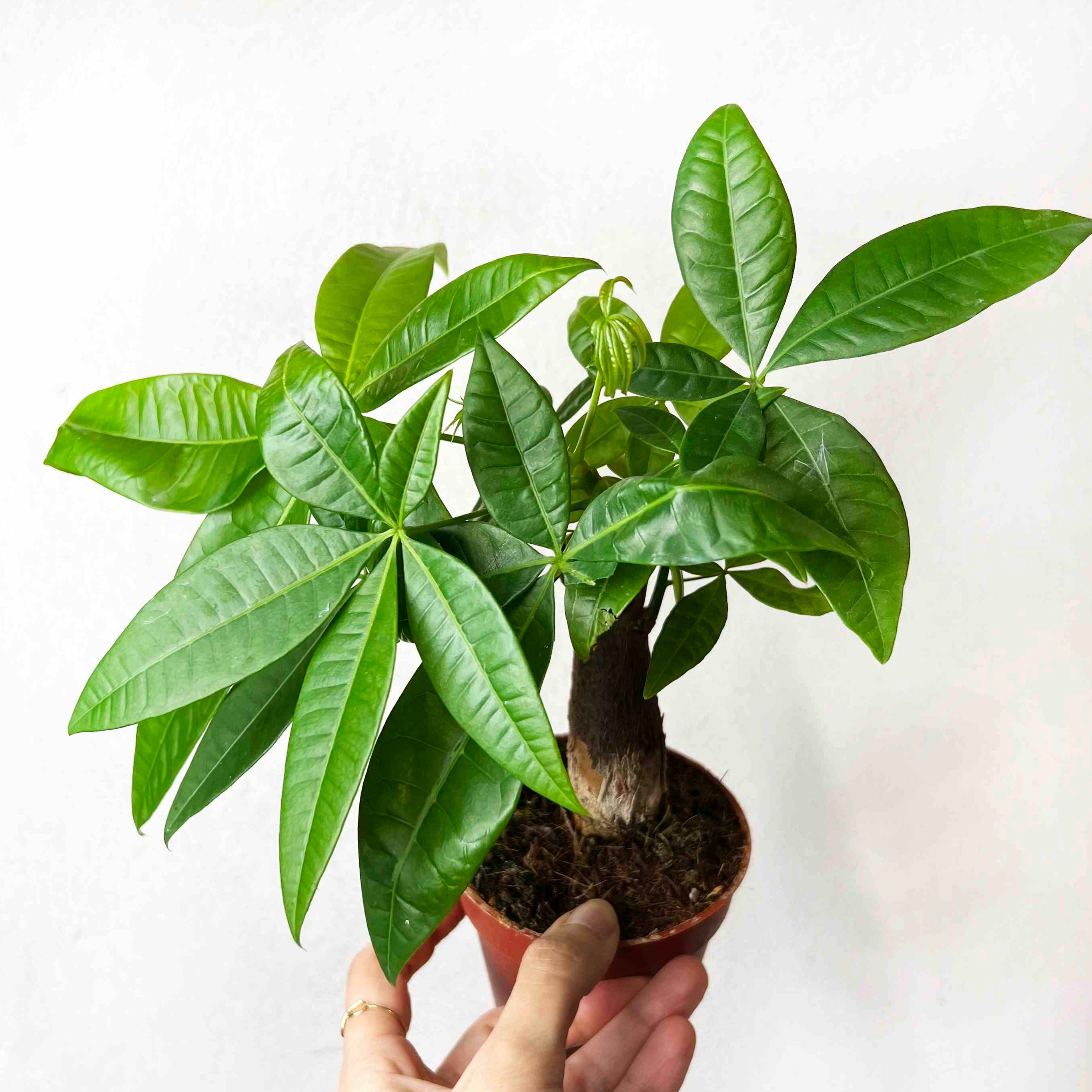 Mini Pachira Aquatica