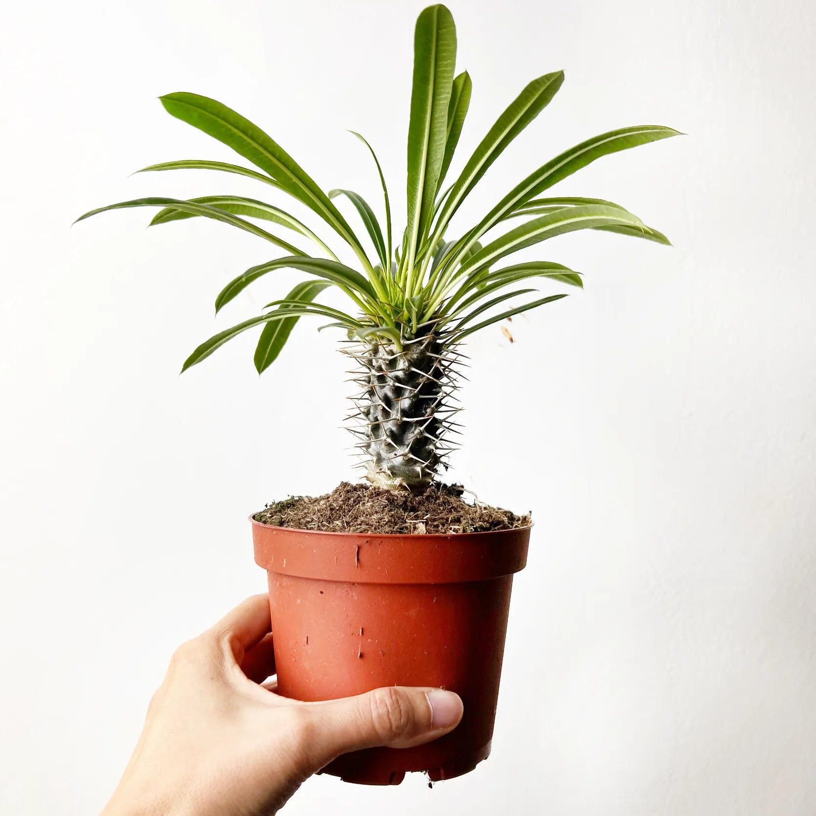 Pachypodium Lamerei