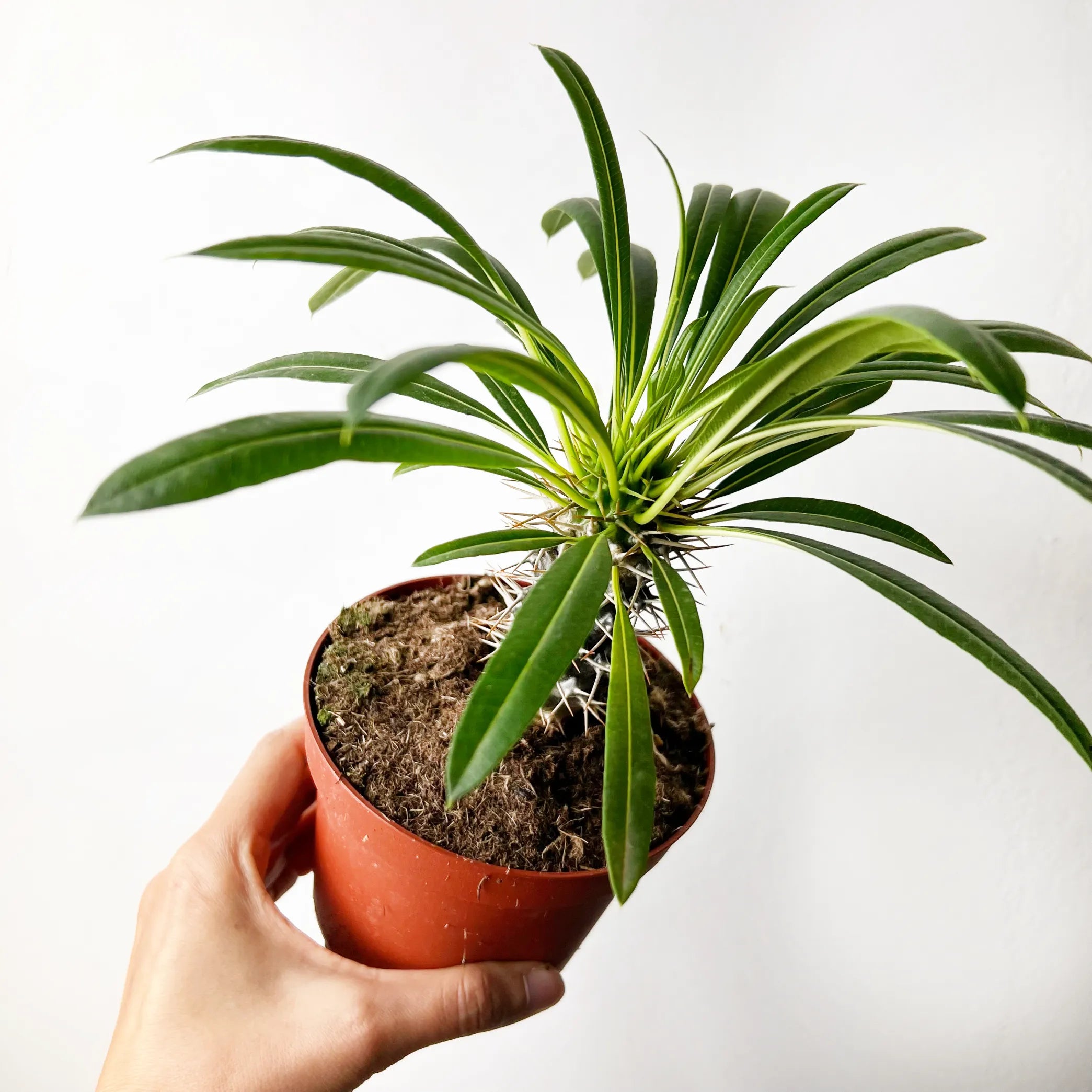 Pachypodium Lamerei