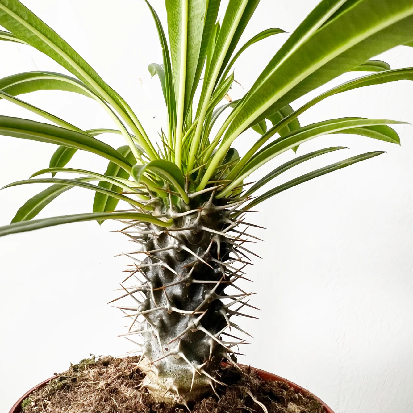 Pachypodium Lamerei