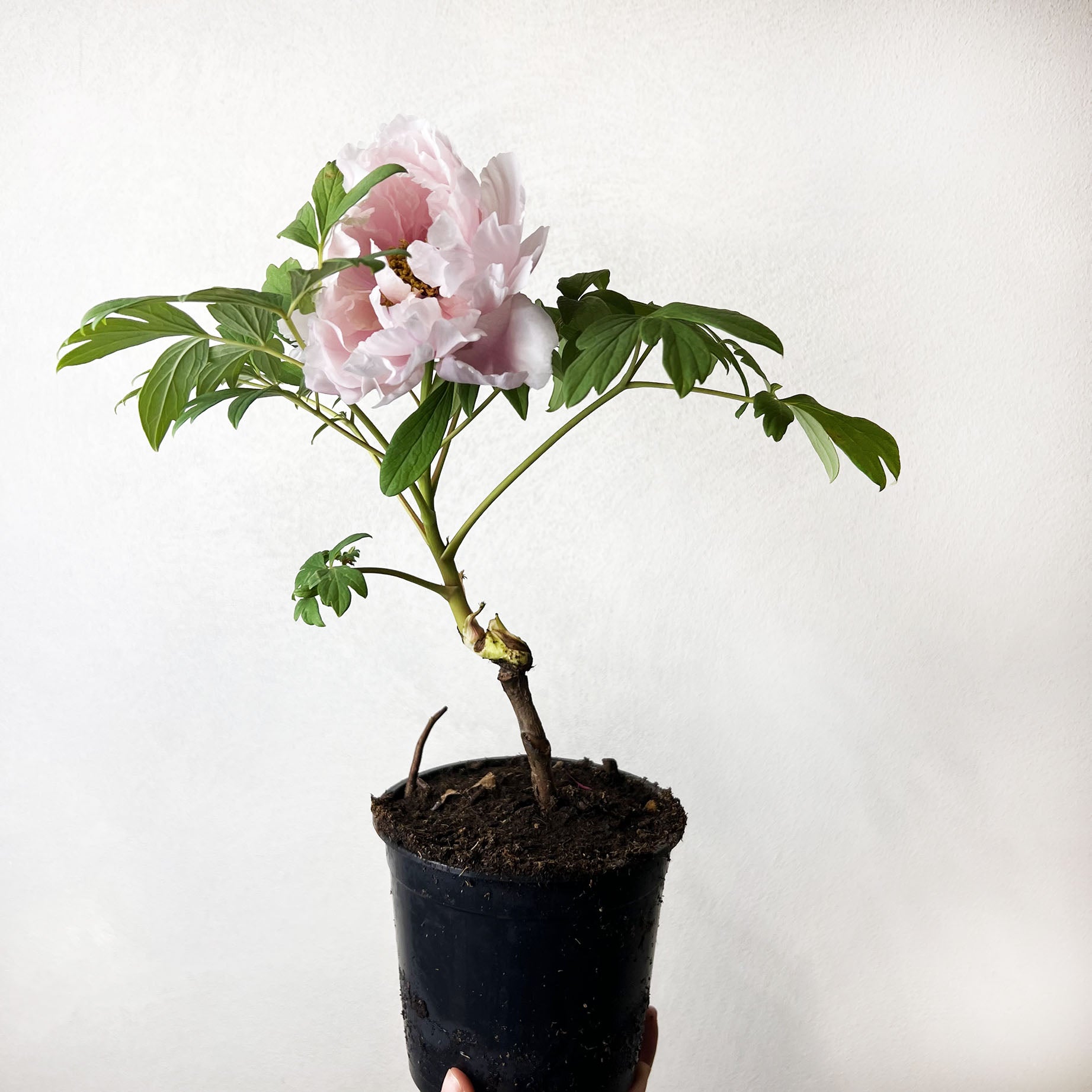 Peonia Suffruticosa Rosa