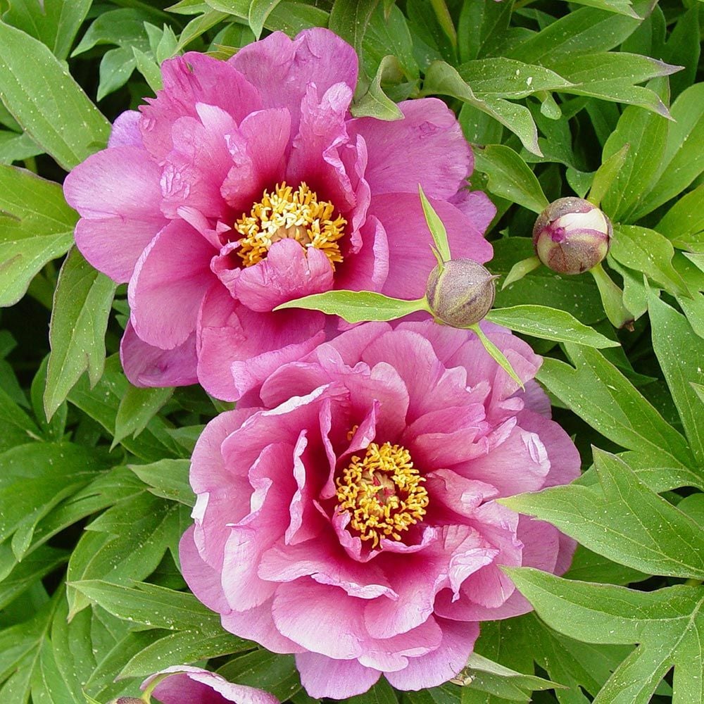Paeonia Itoh Yankee Doodle